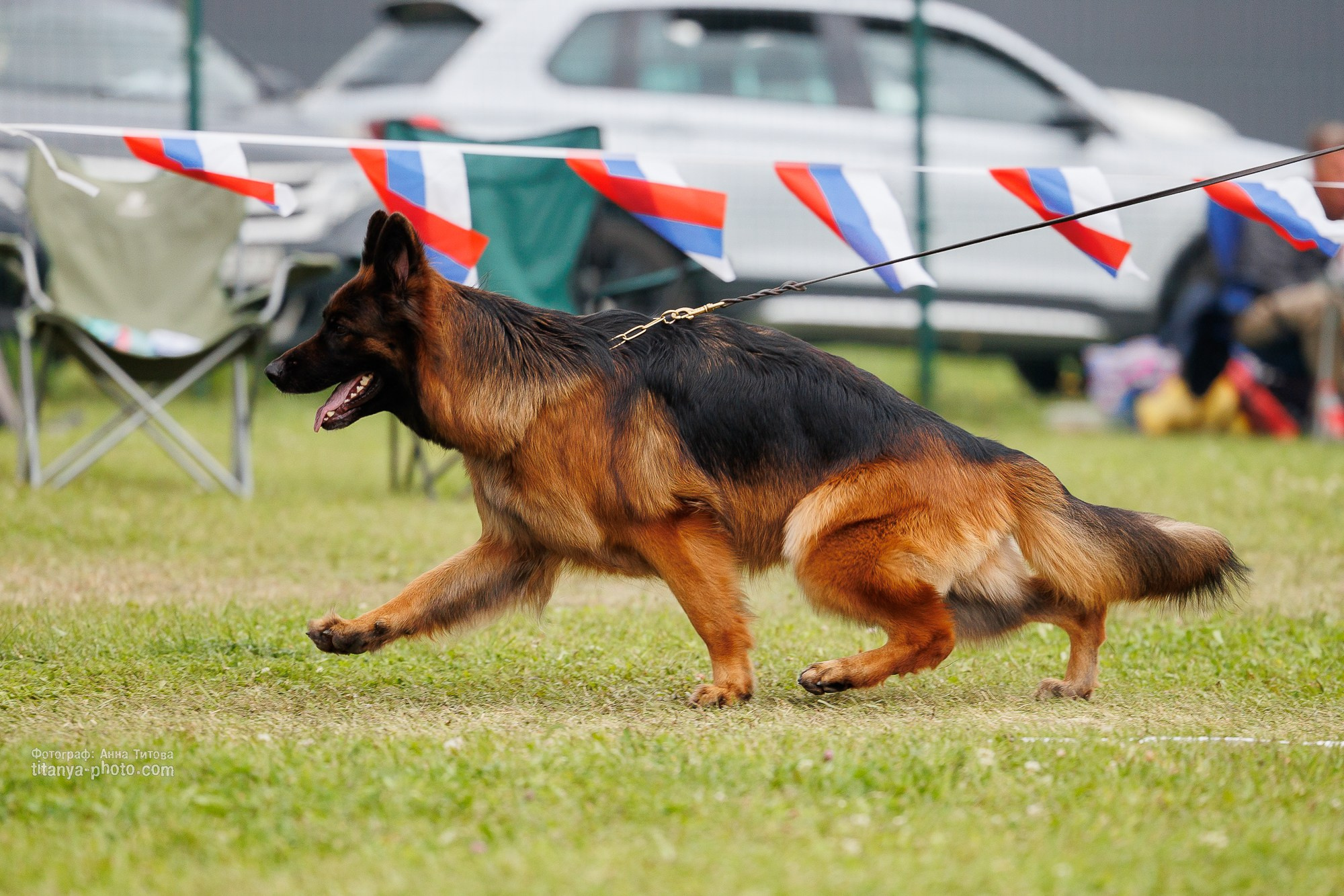 Немецкие овчарки: фото из рингов и вне ринга, мутпроба (фотографии с выставок). Фотограф собак, фотограф-анималист Аня Титова (Titanya). Москва