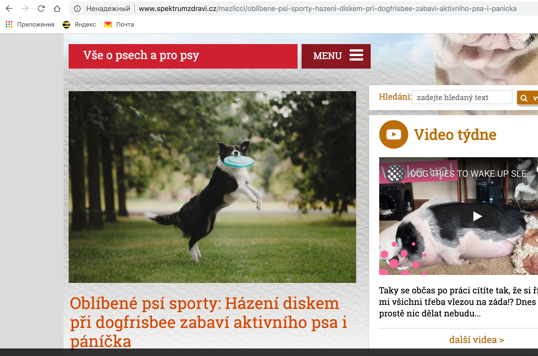 О фотографе TitAnya. Фотограф собак, фотограф-анималист Аня Титова (Titanya). Москва