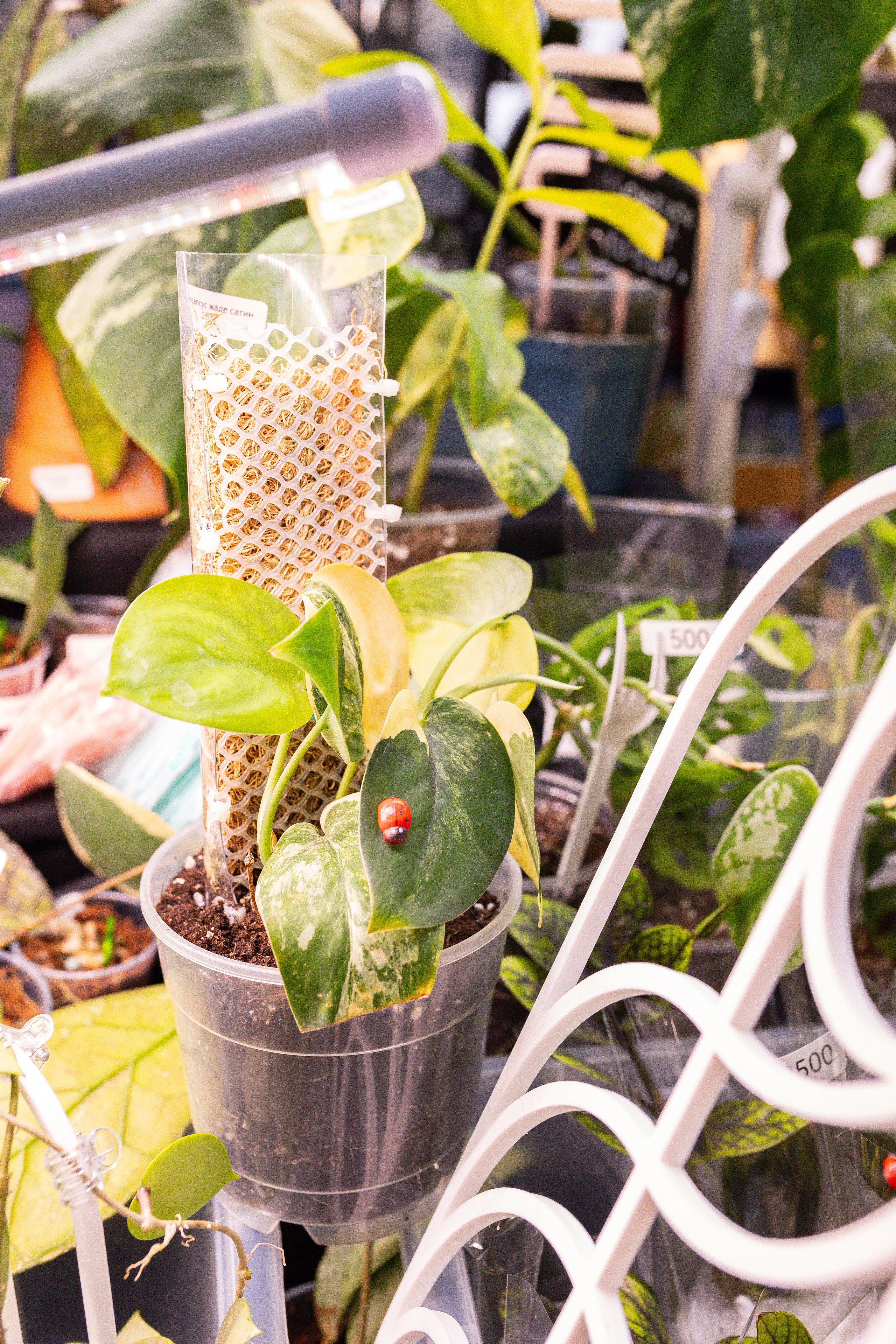 Монстериум 11–12 октября. Александра Куликова фотограф, Москва