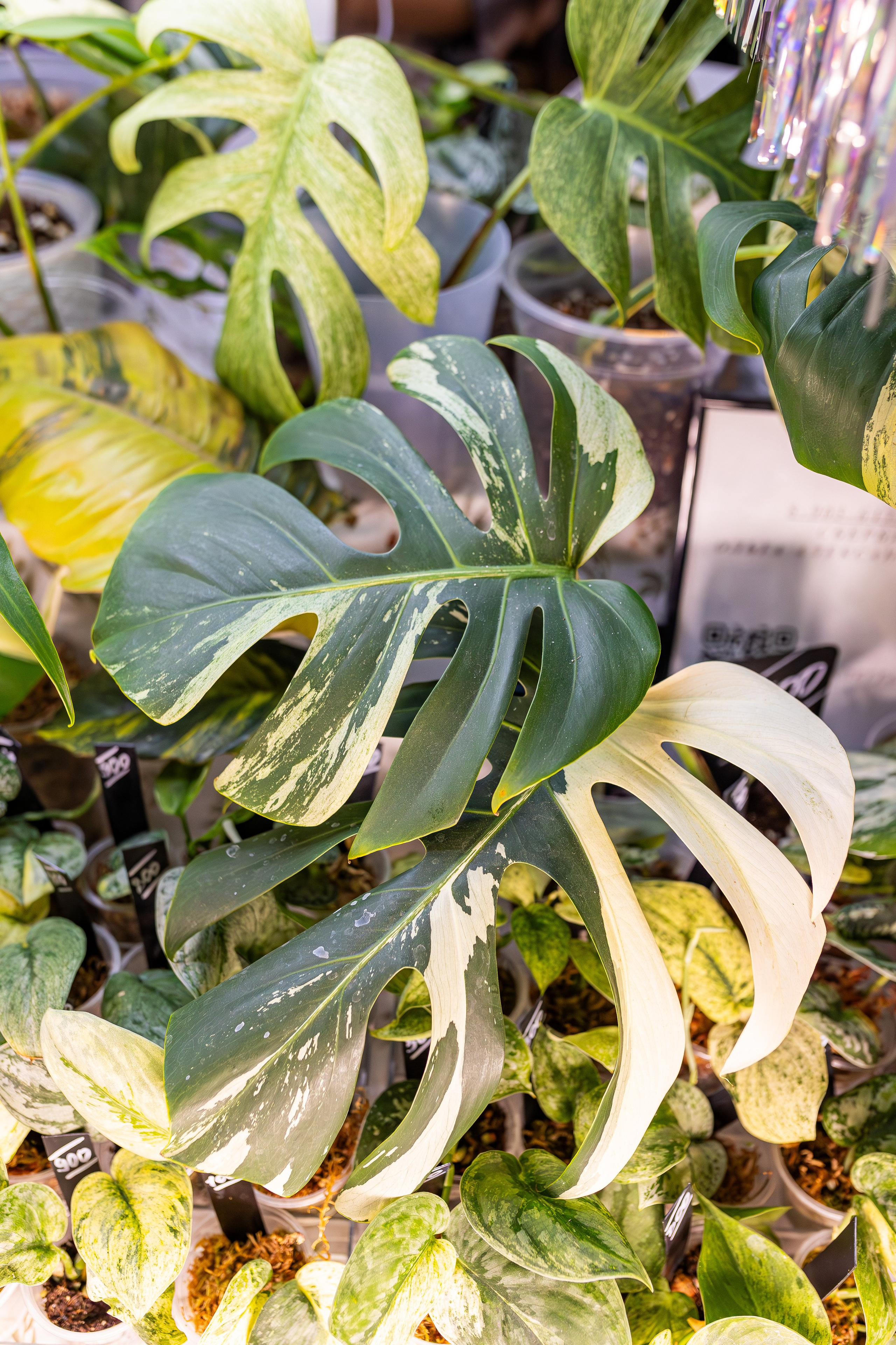 Growbox декабрь 2025. Александра Куликова фотограф, Москва