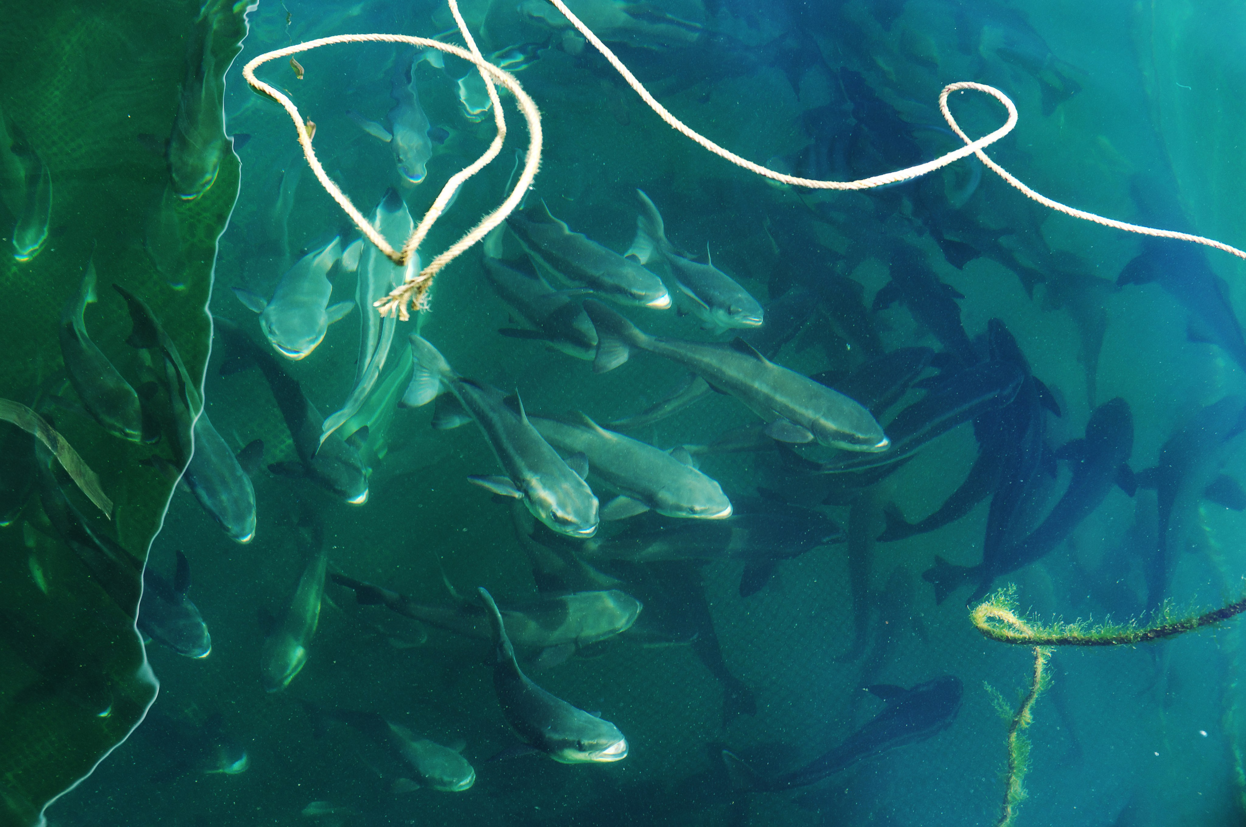 Море. Миша Печёнкин | фотография