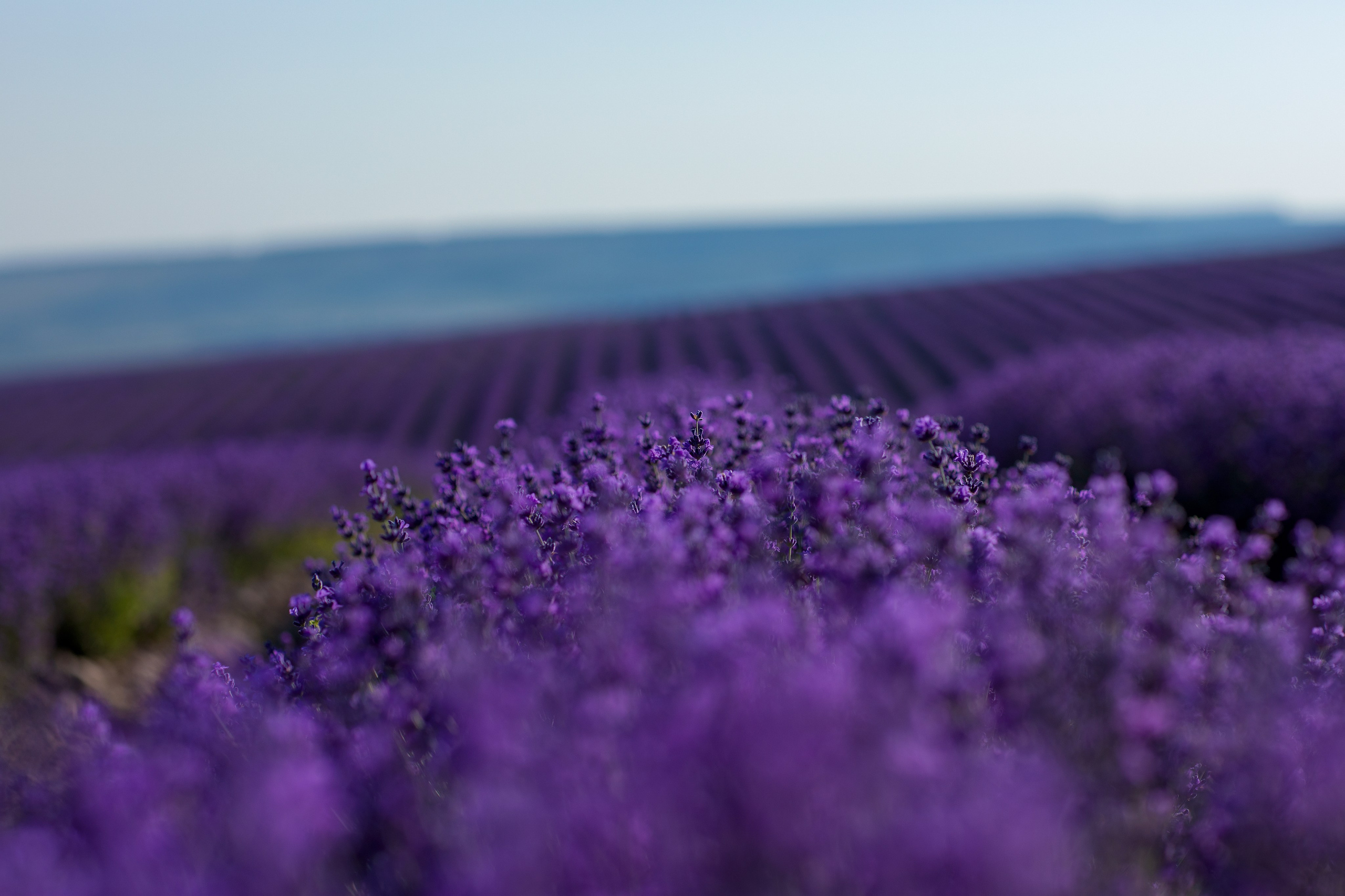 Портфолио. Фотограф Севастополь/Крым Светлана Евтушенко