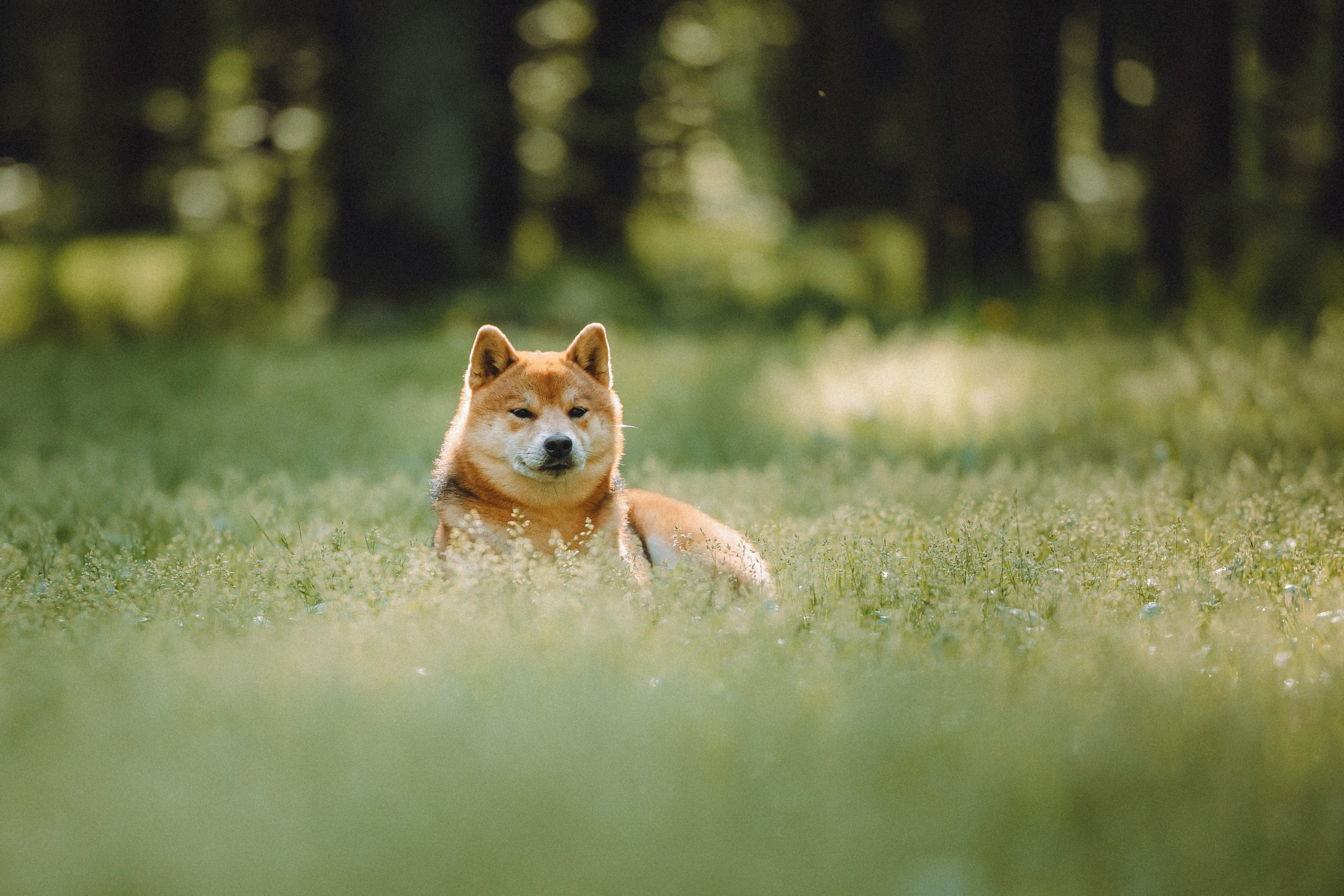 Шед, Цири, Чиби, Цера и их семья