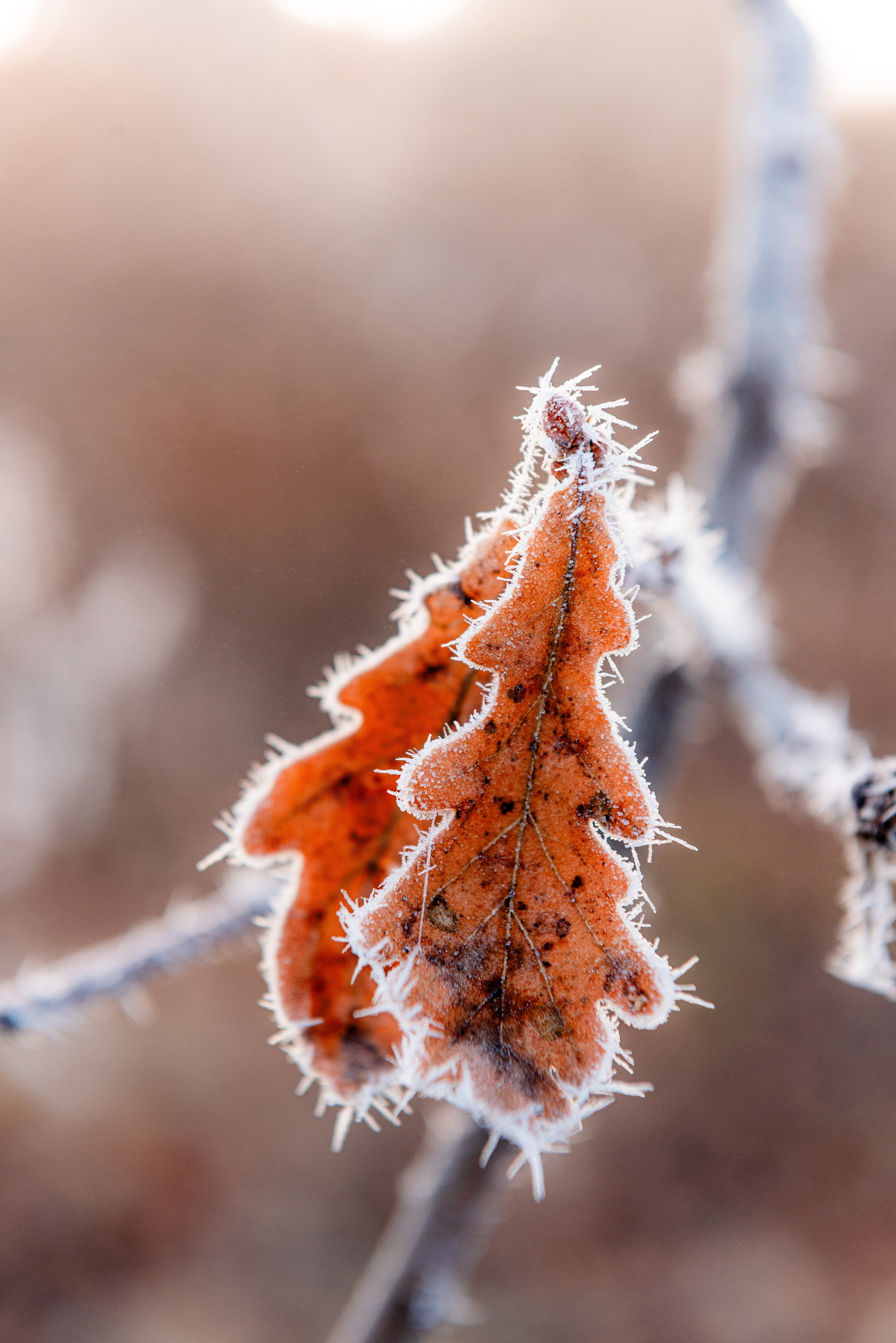 Фотографии утреннего тумана под Волжским. Фотограф в Волгограде и Волжском Александр Горбань