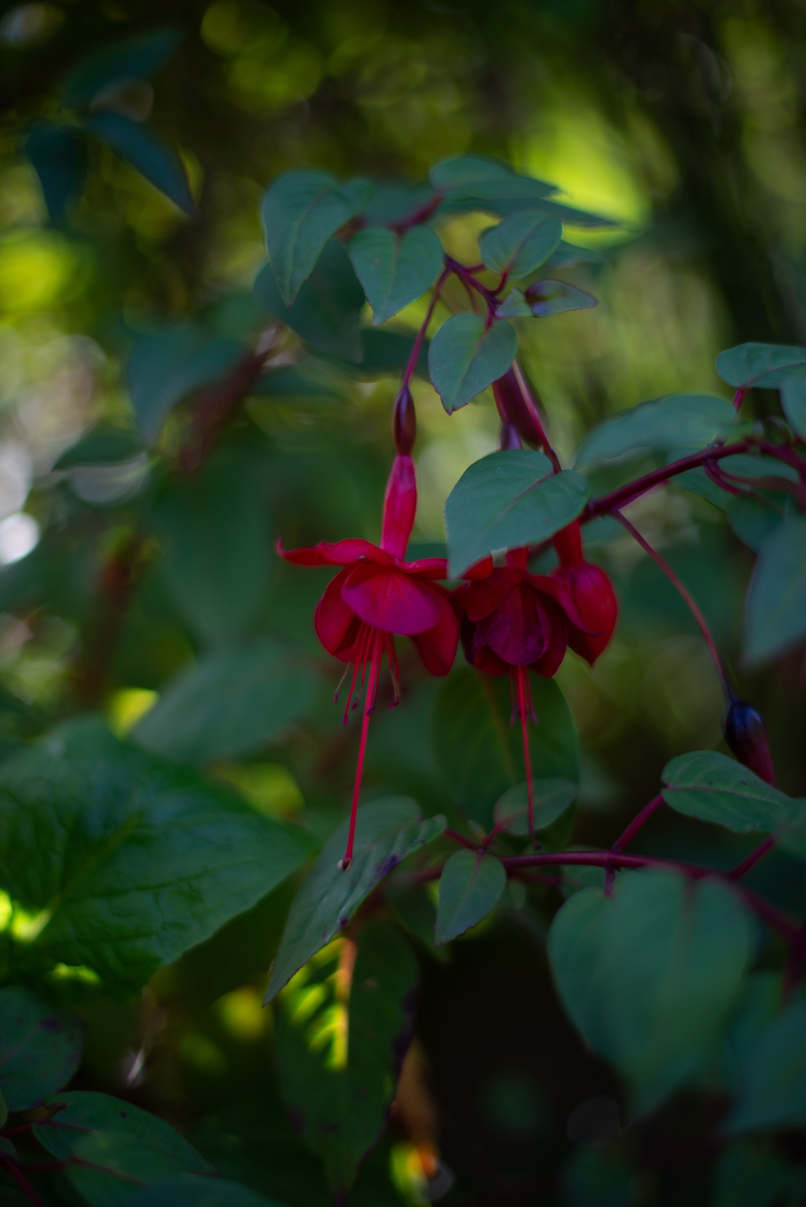 Цветы сада МГУ. Victoria Radjevna Репортажный Фотограф — Видеограф Москва • Санкт-Петербург