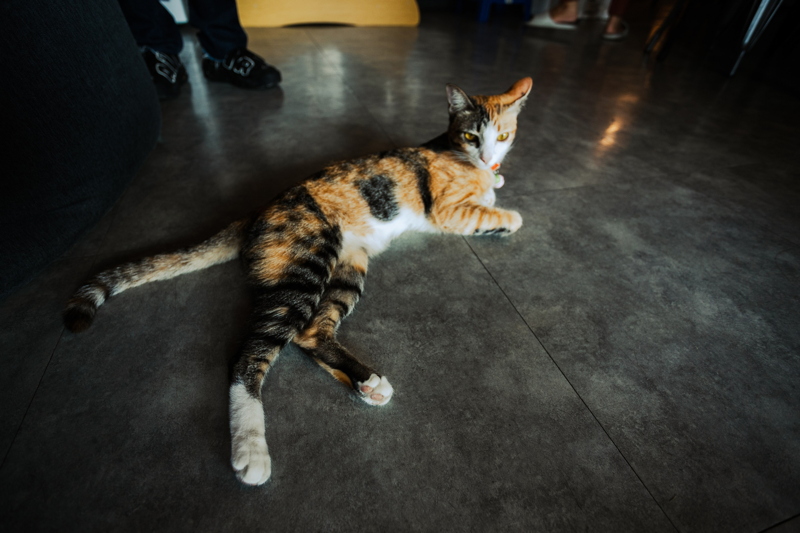 Cazz Cafe. Фотограф Сонкина Татьяна