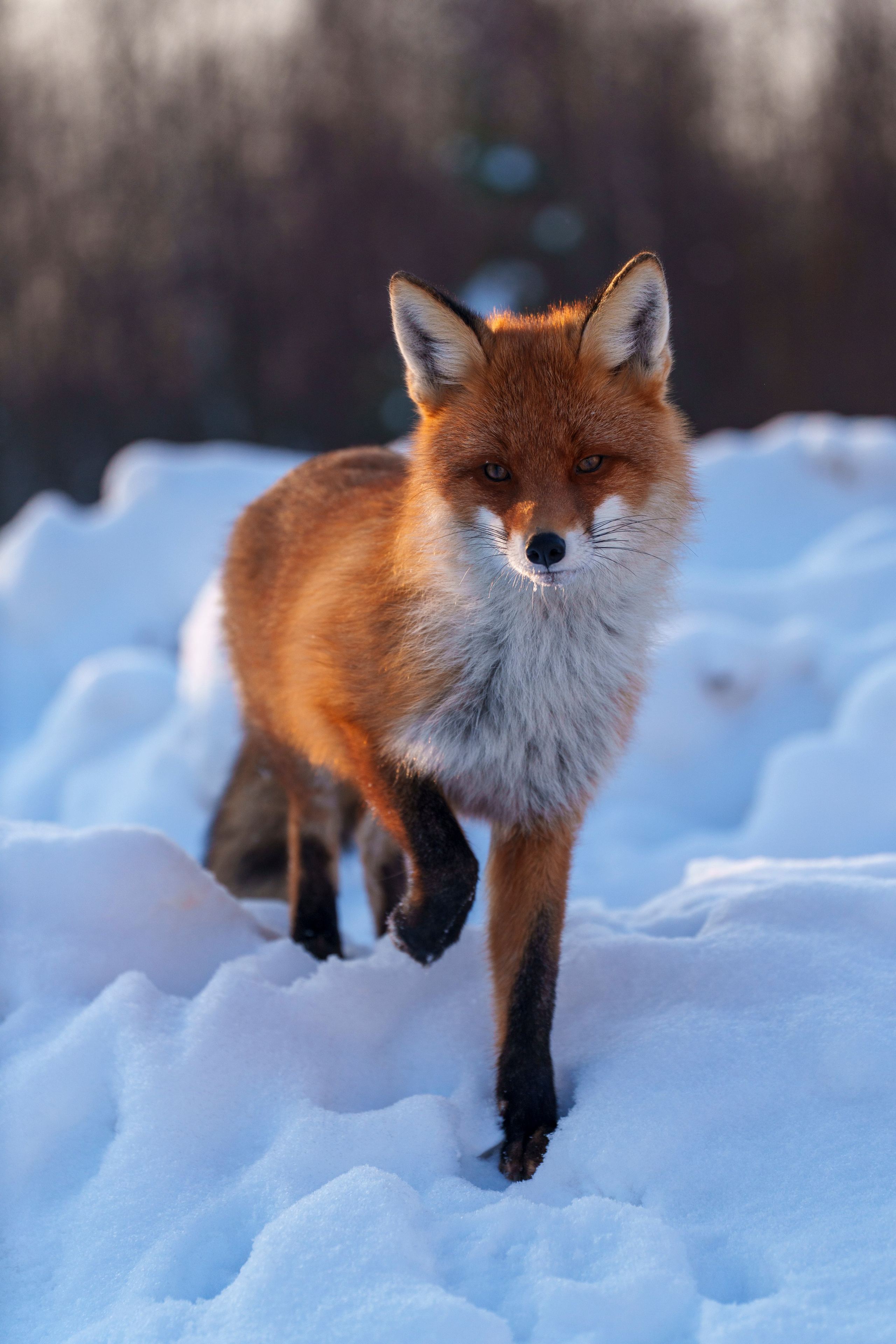 Animals — Животные