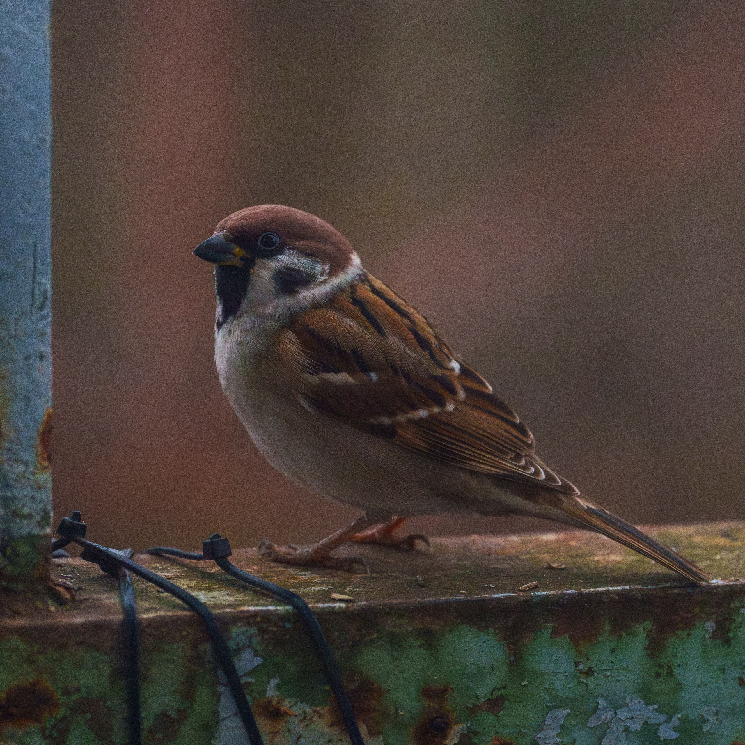 Animals — Животные