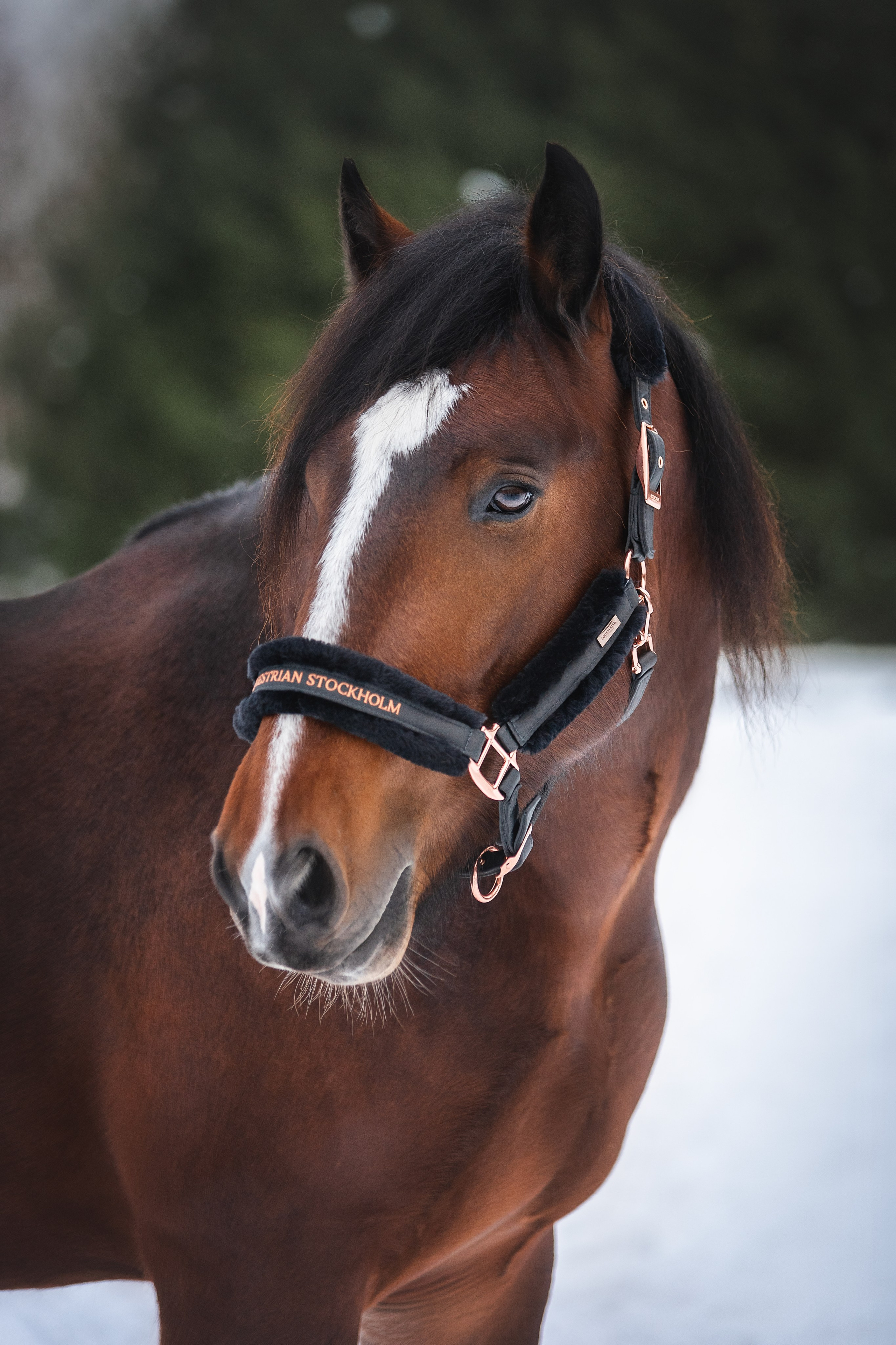 Новогодний Волконский. Конный фотограф Куракина Дарья • Фотосессии с лошадьми