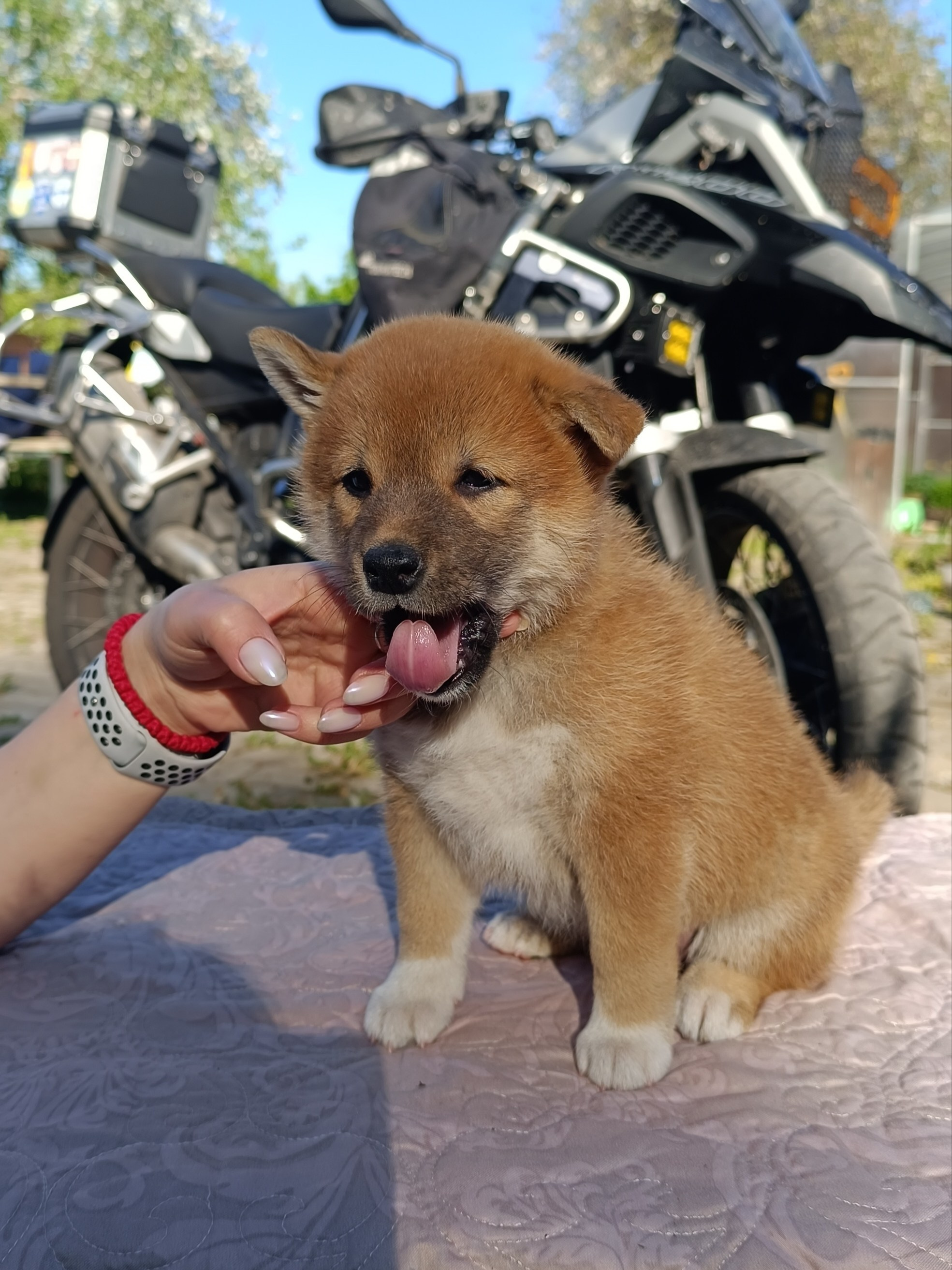 Сиба Rubylight Fumiko питомник Рубилайт