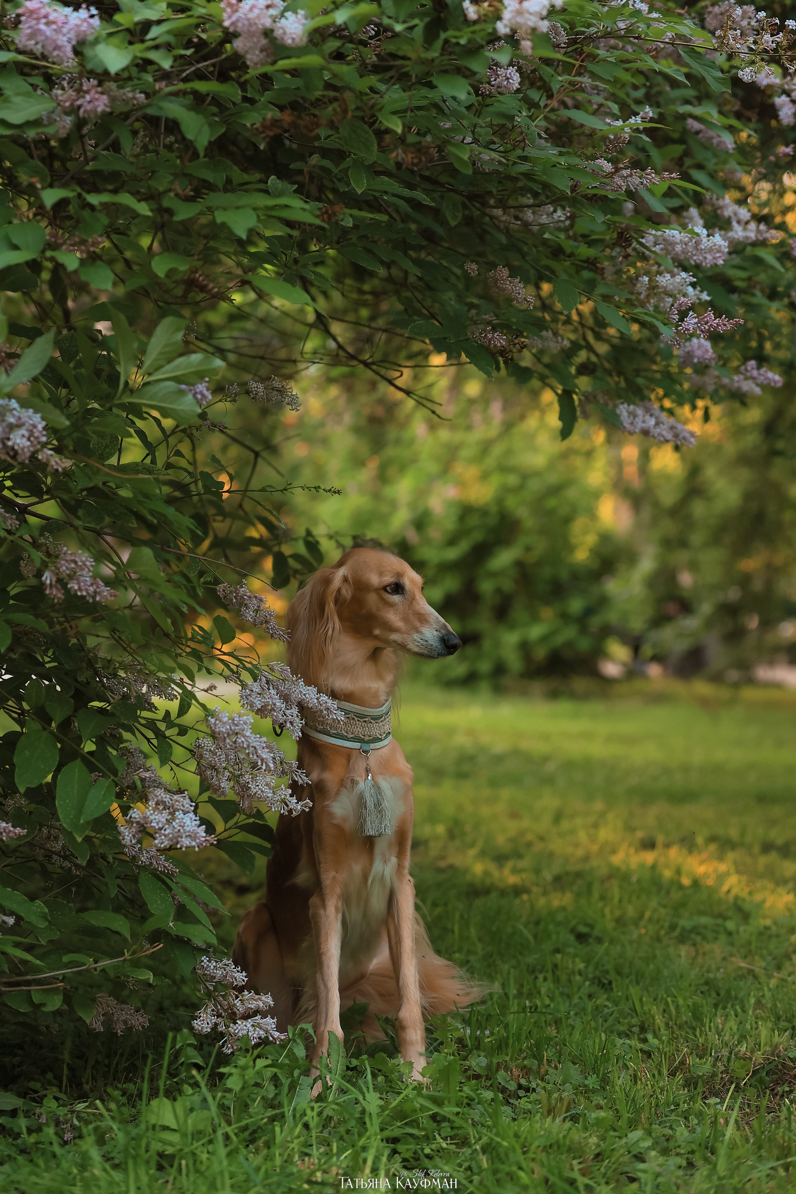 Салюки, фотография салюки, собака в цветах, красивая собака, фотограф анималист, фотокурс Анималистика, научиться фотографировать собак
