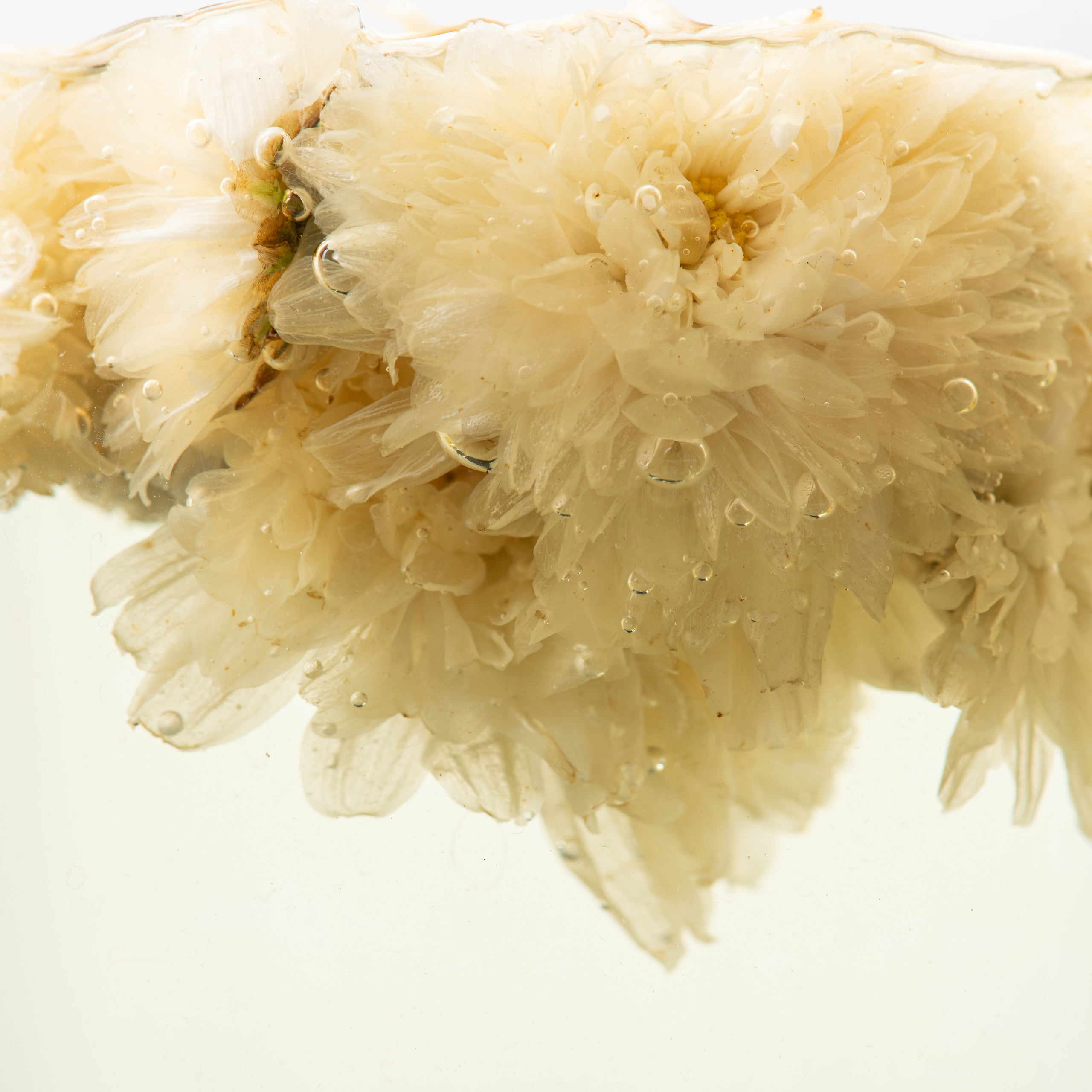 Фотографии китайского чай для сайта, маркетплейсов и социальных сетей. Предметный и фуд-фотограф в Москве Мария Гладких