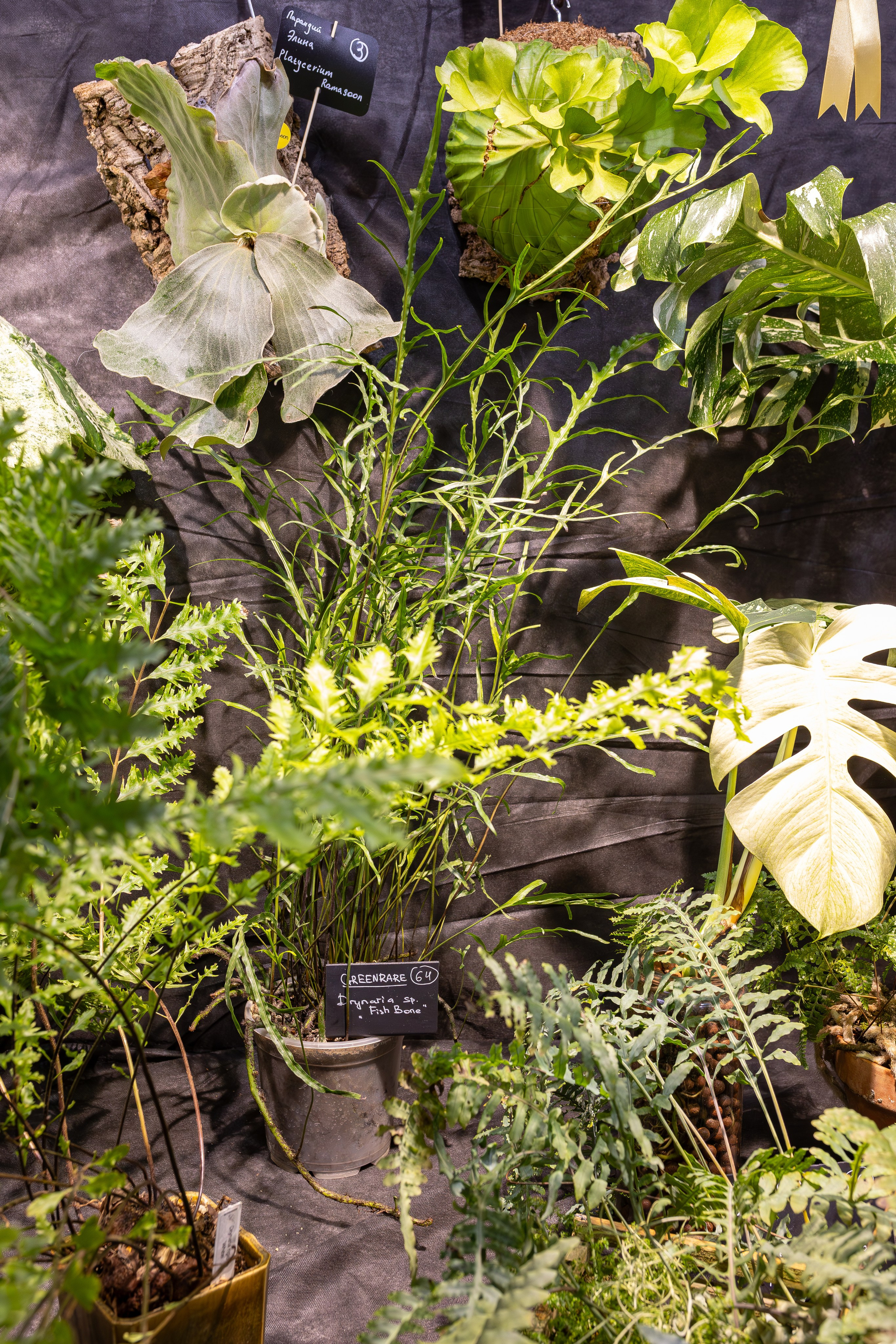 Монстериум 11–12 октября. Александра Куликова фотограф, Москва