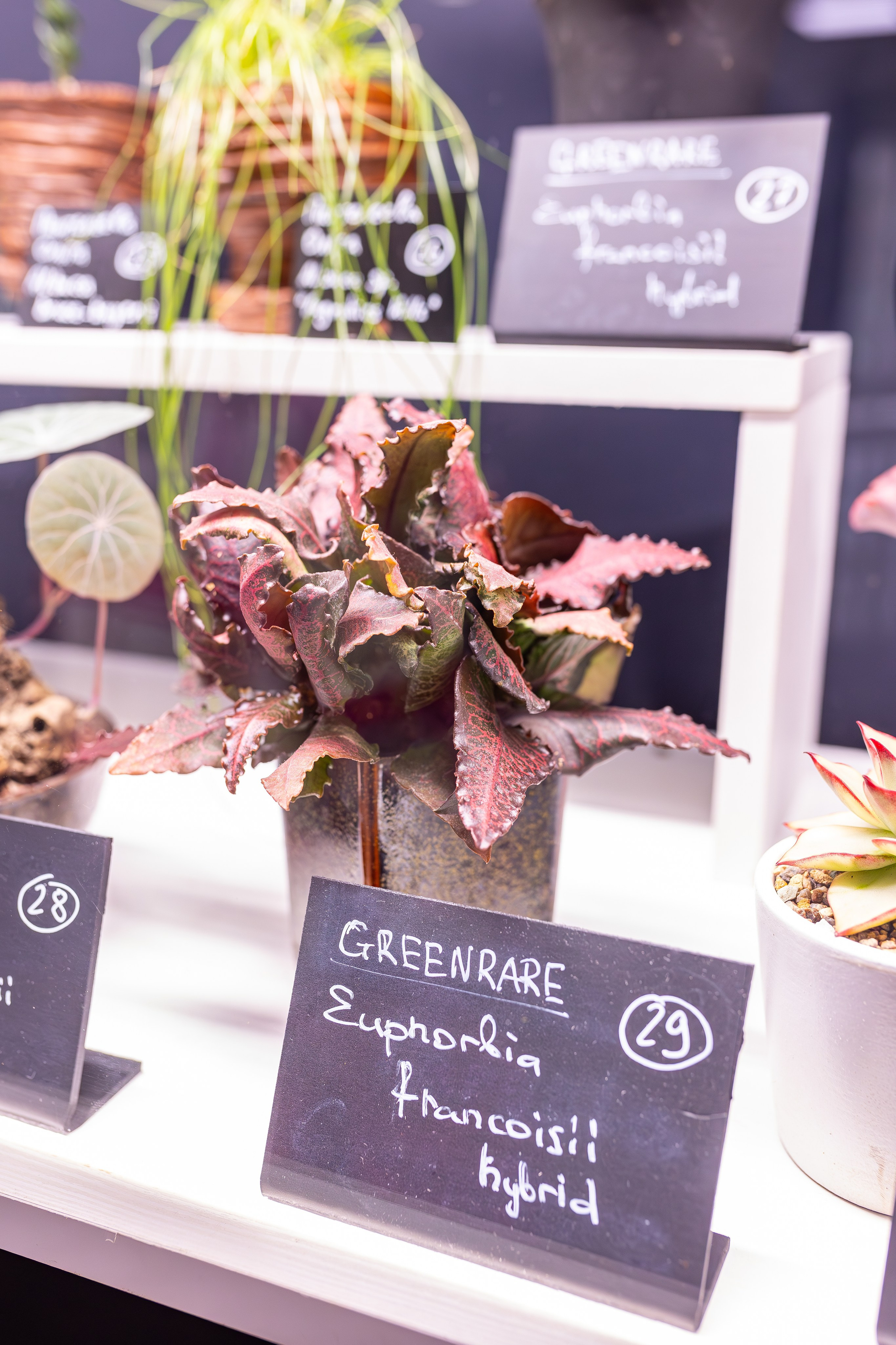 Монстериум 11–12 октября. Александра Куликова фотограф, Москва