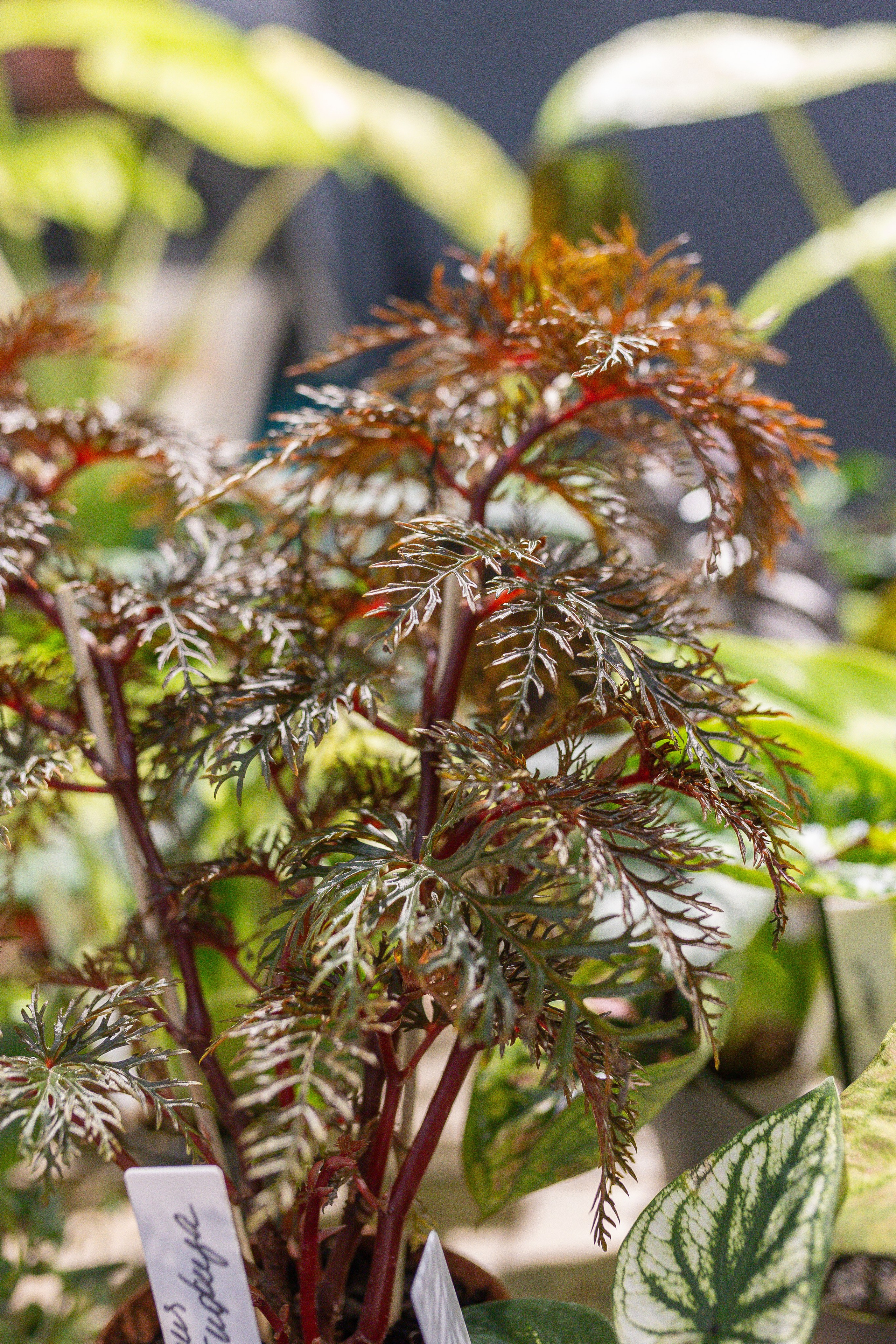Ярмарка Green Rare 20.09.25. Александра Куликова фотограф, Москва