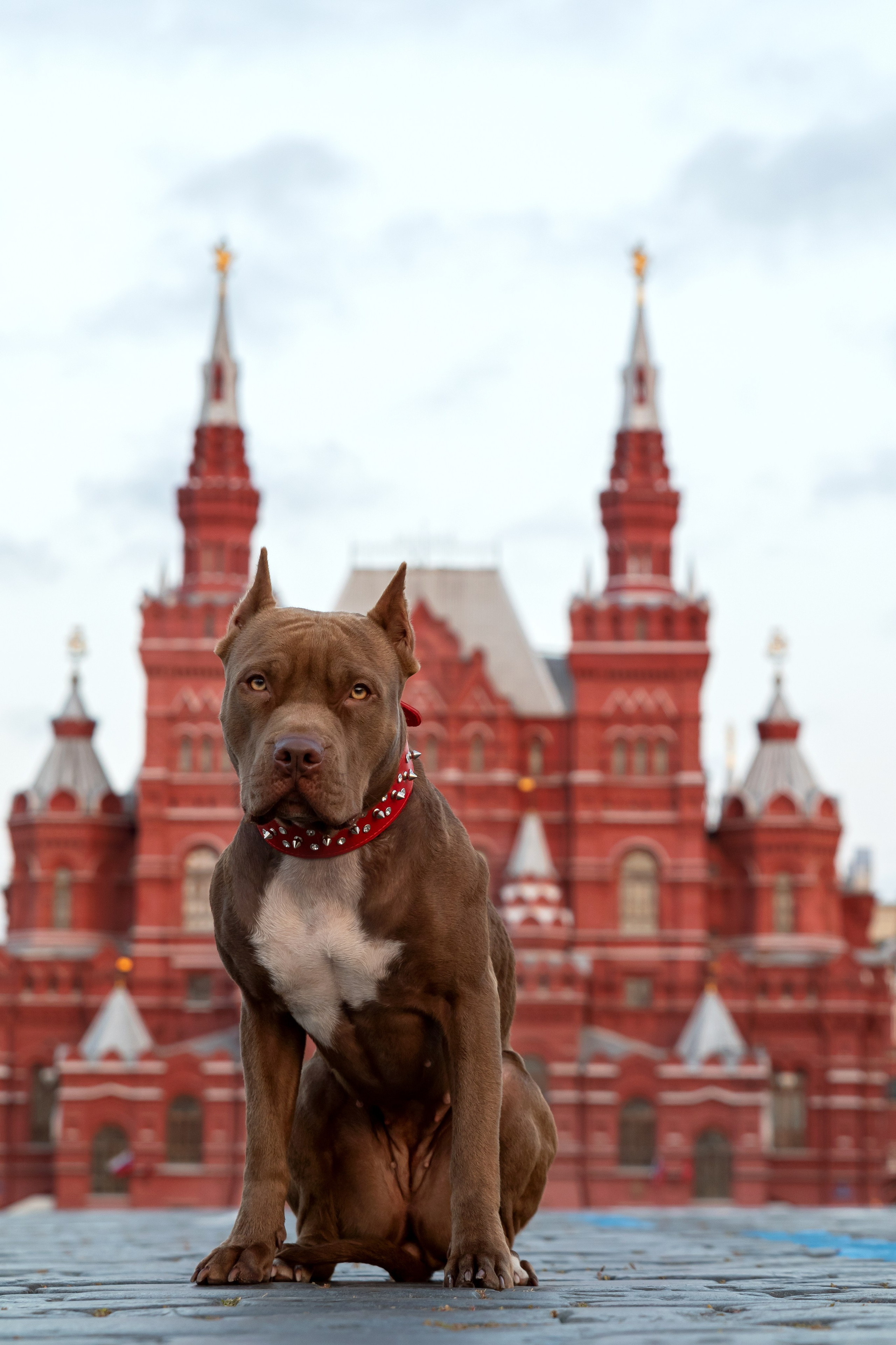 Прайтер Ума. Фотограф анималист и семейный фотограф в Москве Наталья Носова