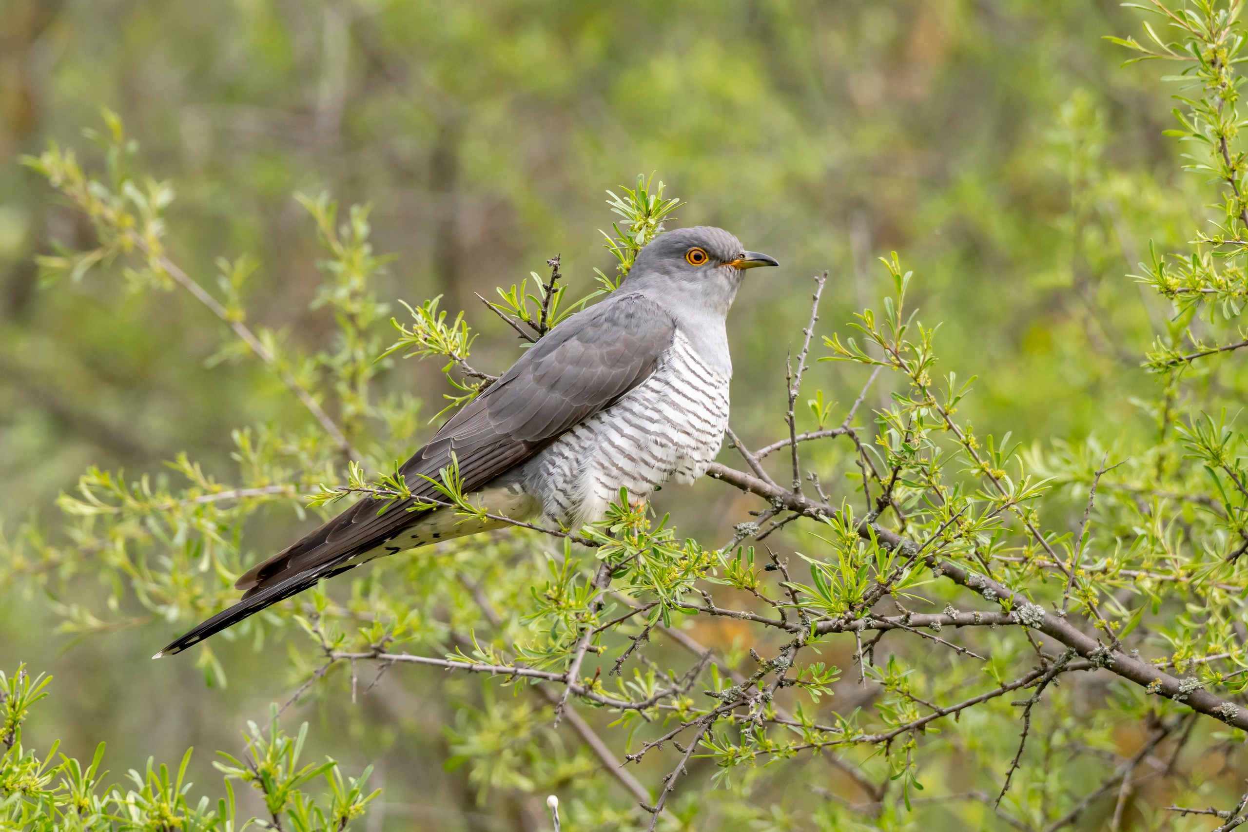 Дикая природа Дагестана. Май 2025 г. Foto-Zuev фотография как искусство