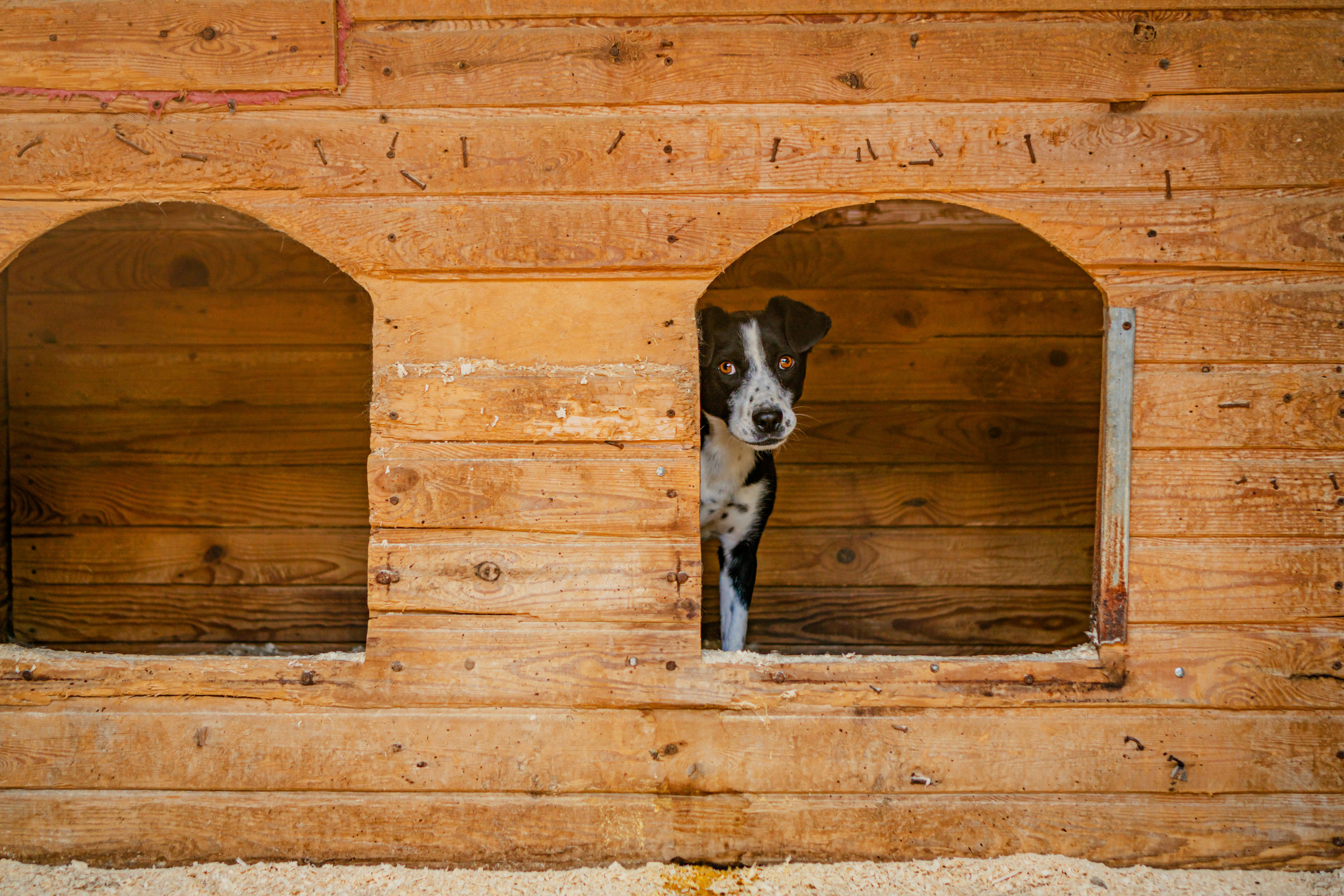 Съемка животных в приюте для собак Fund4Dogs. Семейный фотограф в Москве Ирина Жур