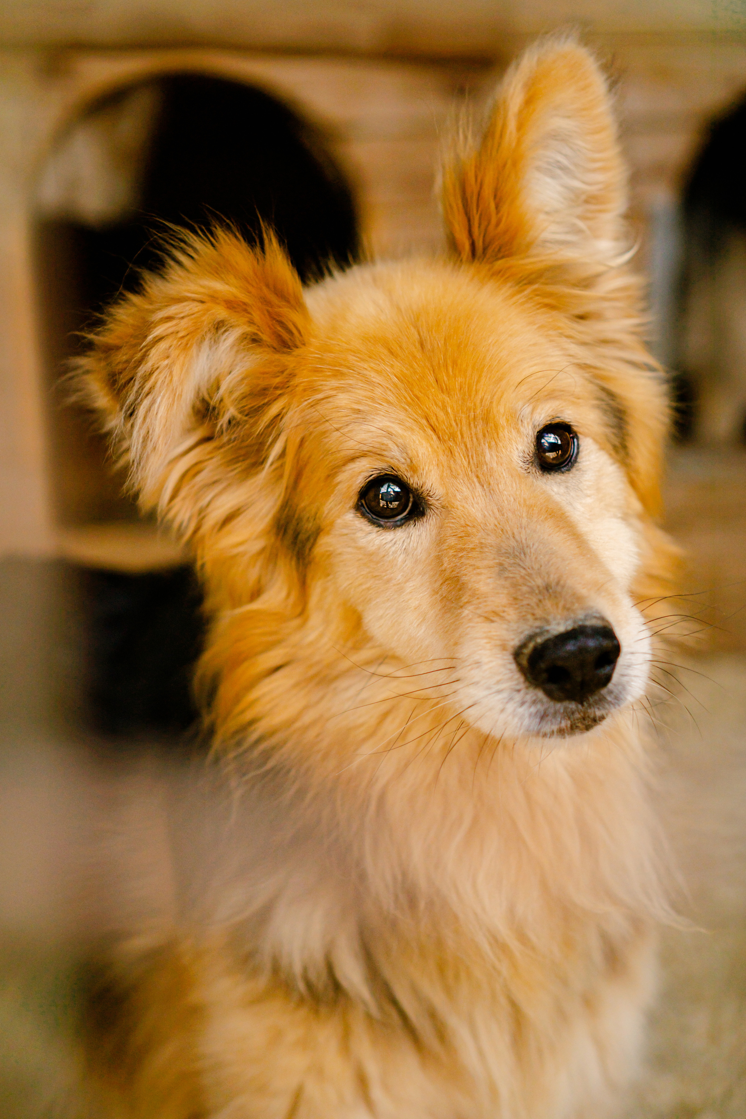 красивый портрет собаки