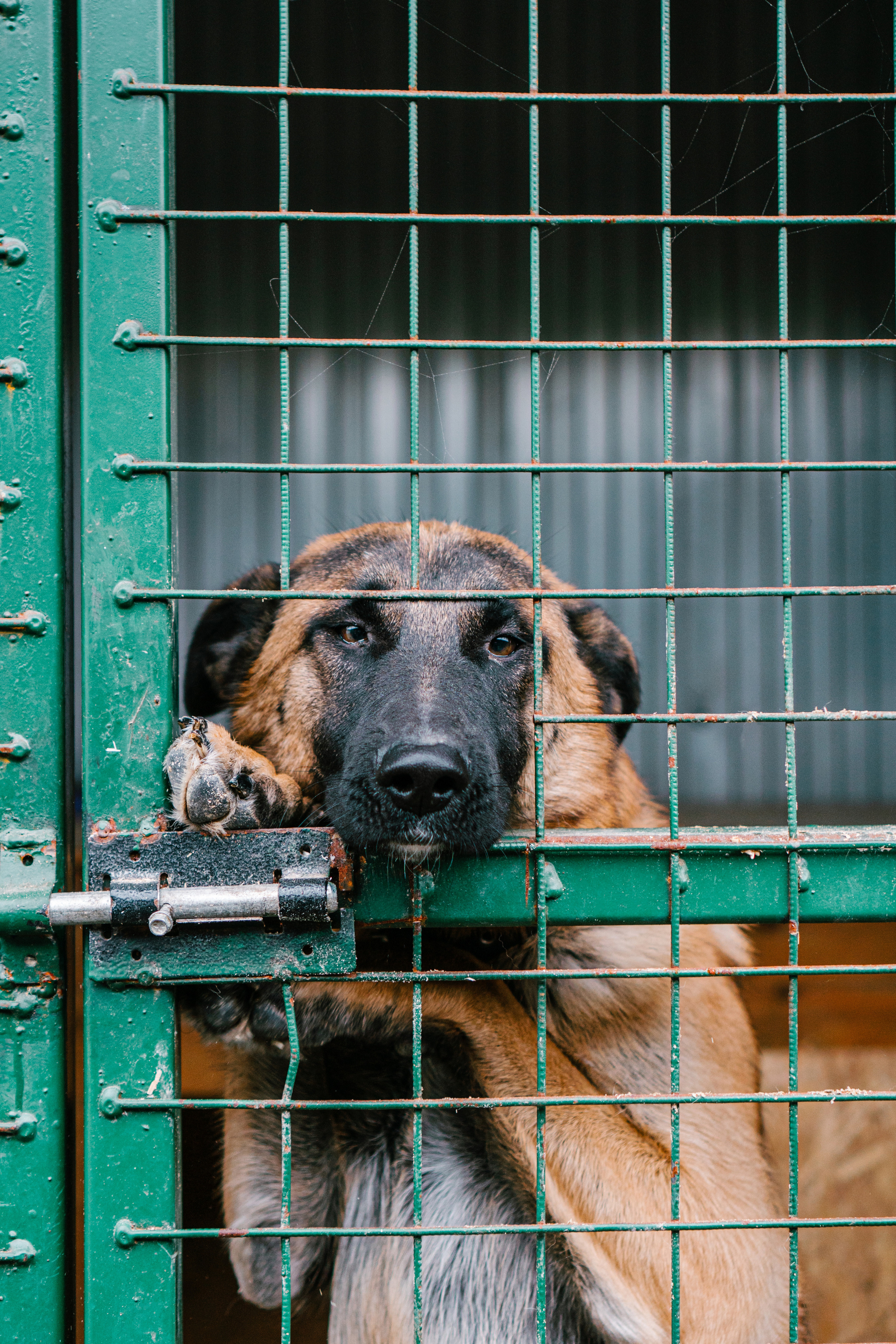 фотограф - анималист в москве 
