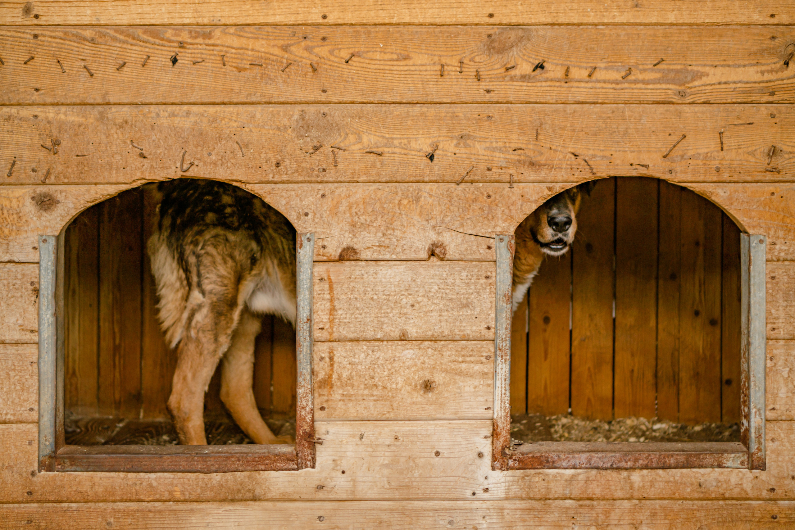 Съемка животных в приюте для собак Fund4Dogs. Семейный фотограф в Москве Ирина Жур