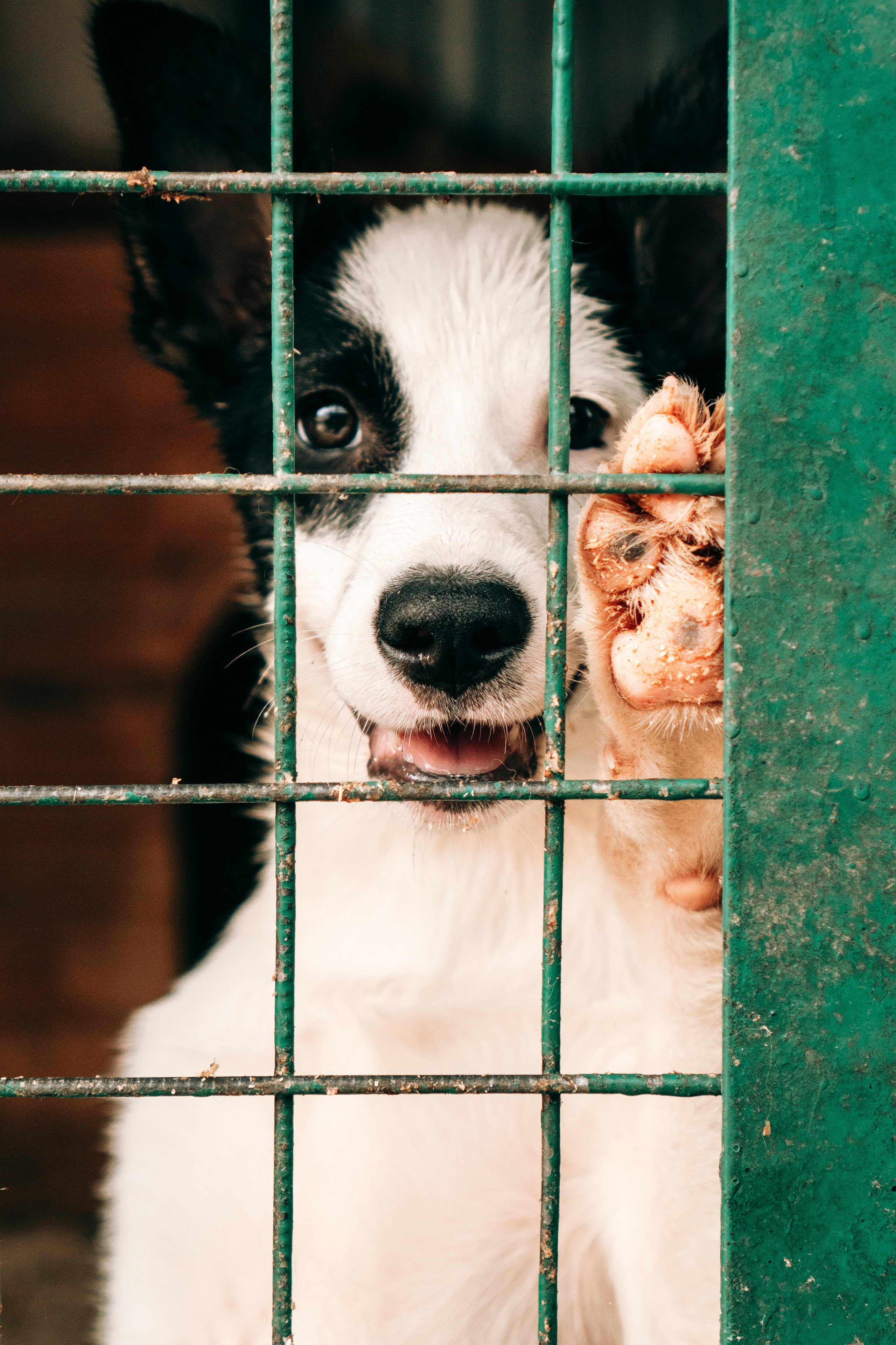 анималист-фотограф в москве