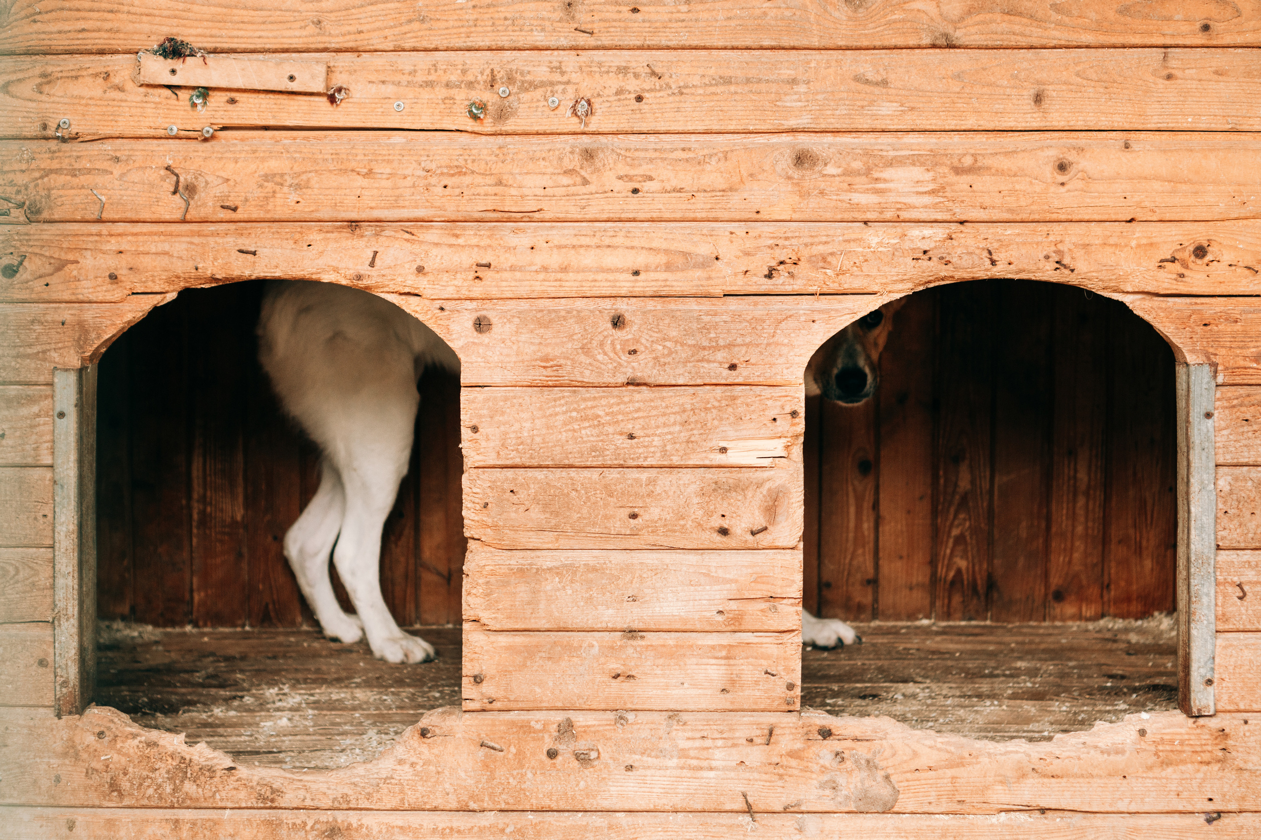 фотосъемка собак в приюте