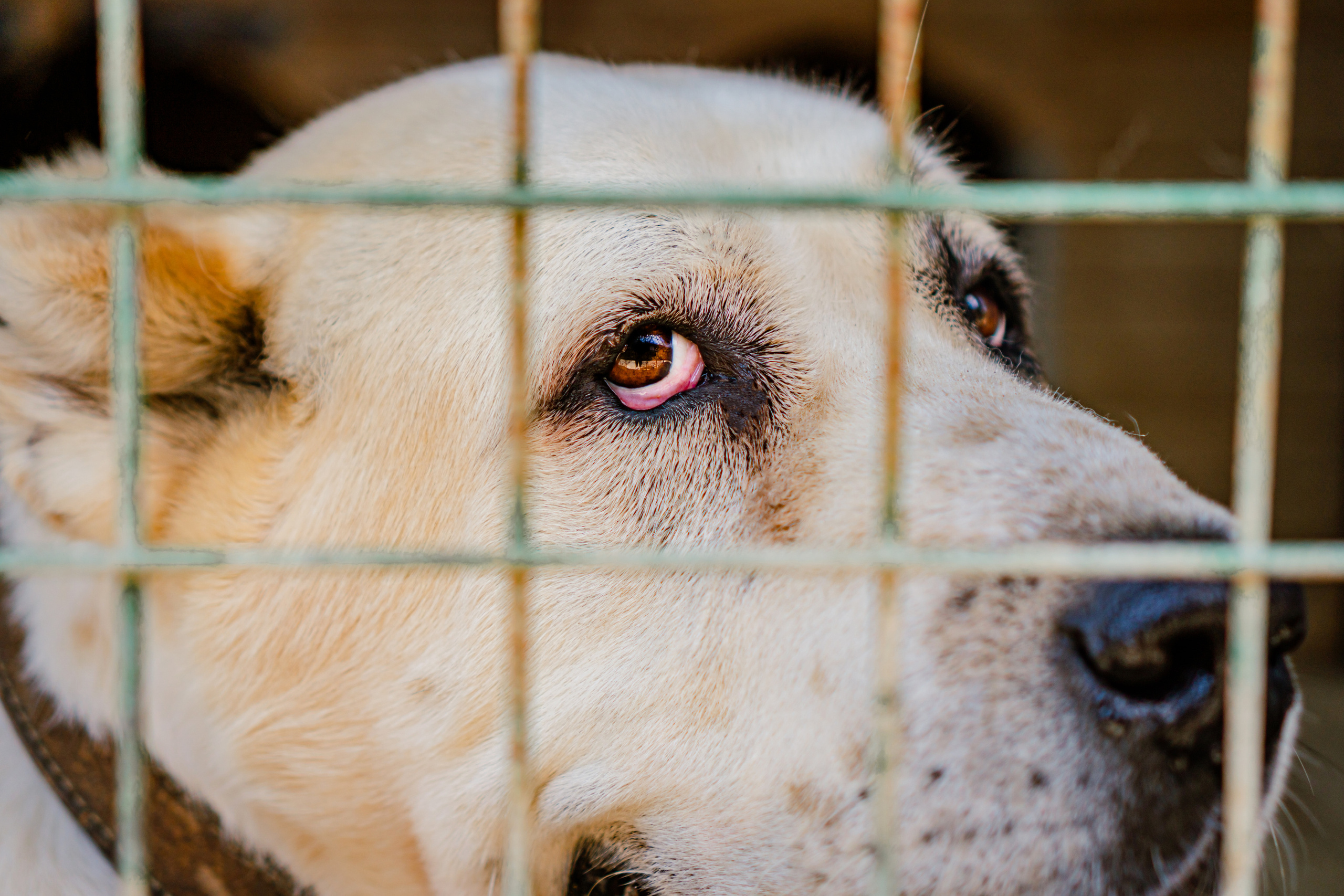 Съемка животных в приюте для собак Fund4Dogs. Семейный фотограф в Москве Ирина Жур