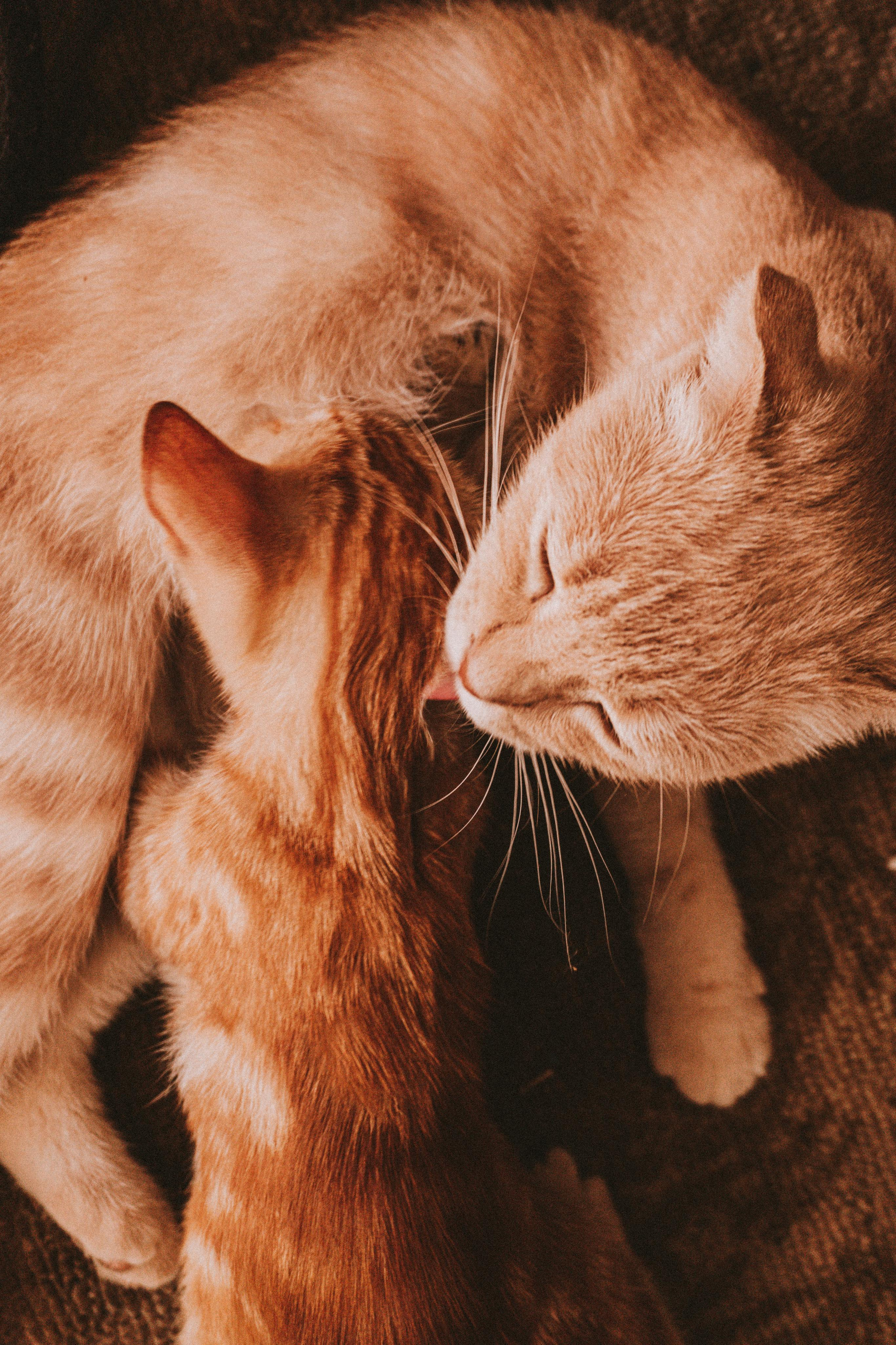 Домашние питомцы. Семейный фотограф в Москве Ирина Жур