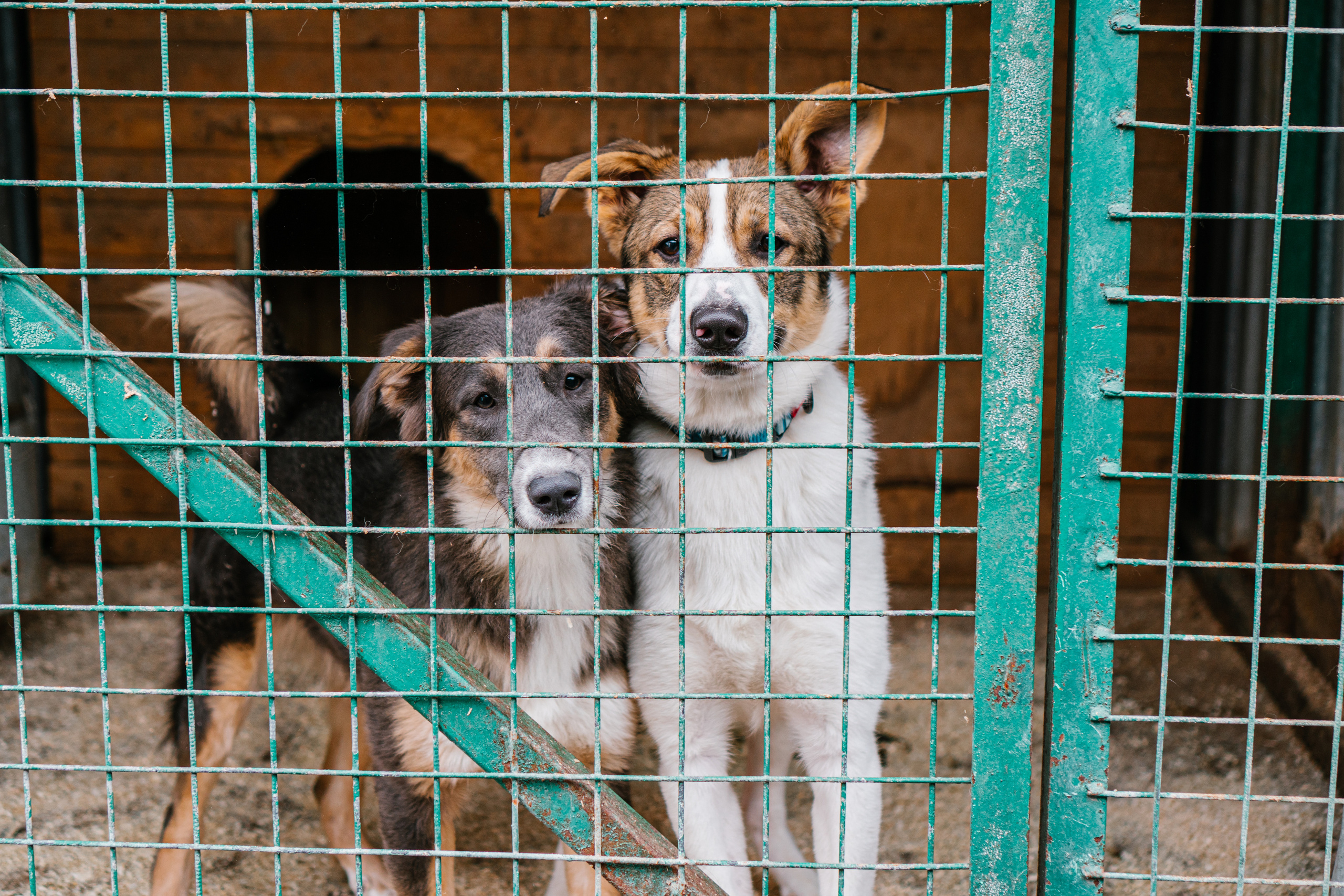 съемка собак в приюте для животных