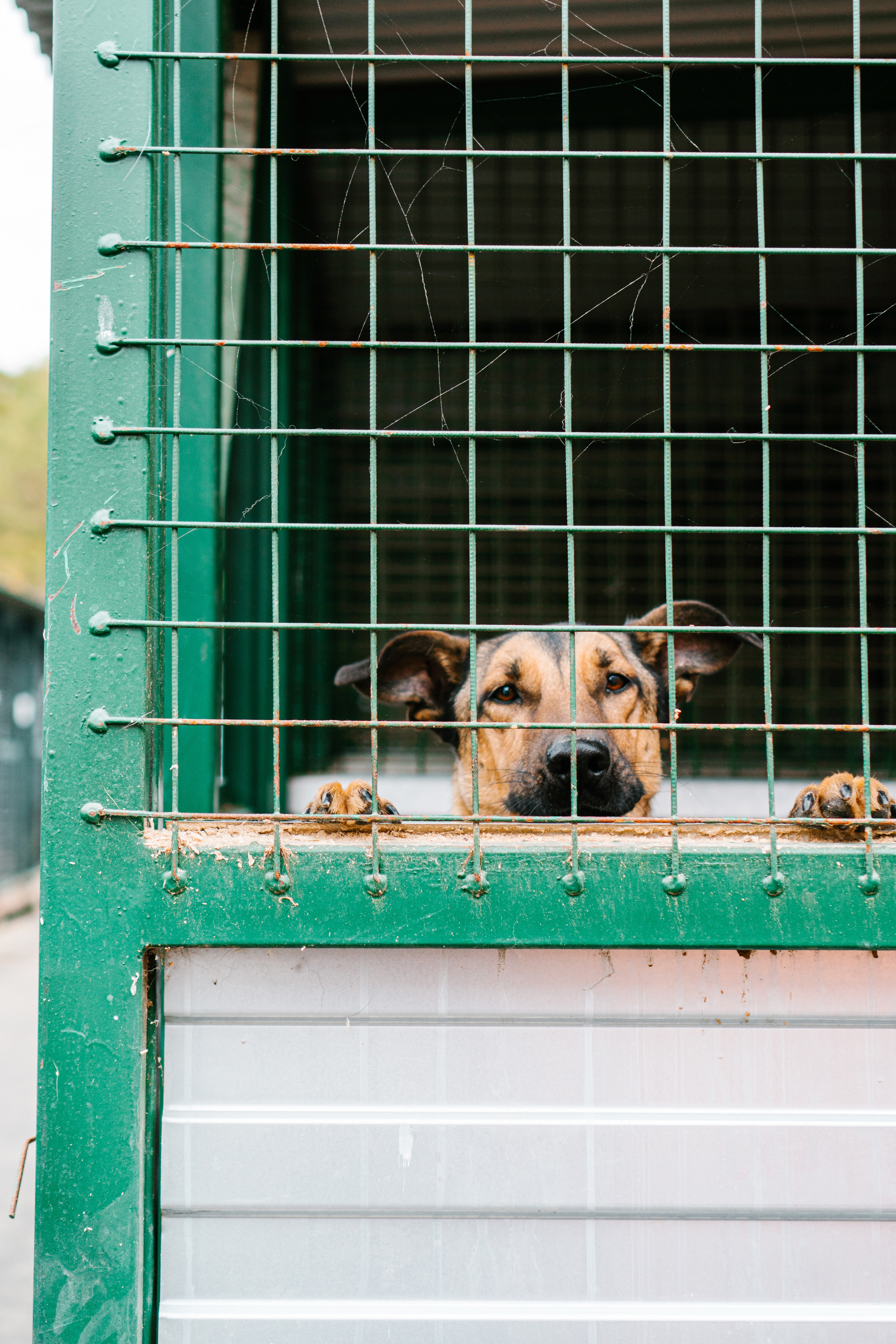 съемка животных для сайта