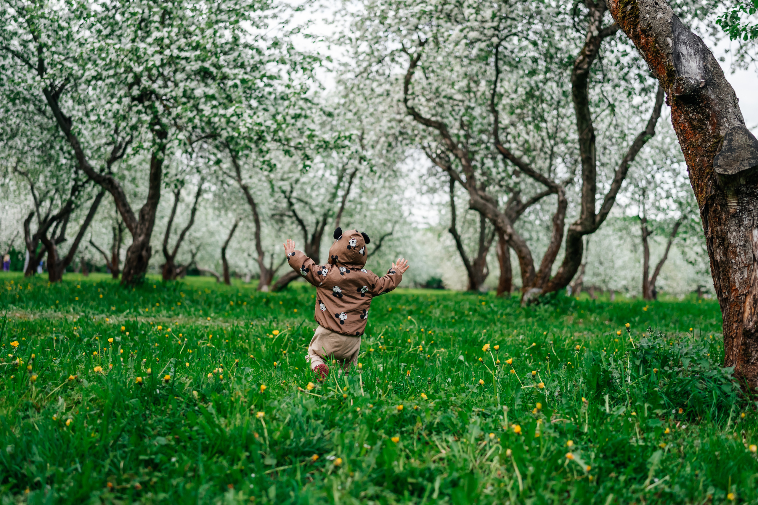 маленький ребенок бежит в яблоневом саду
