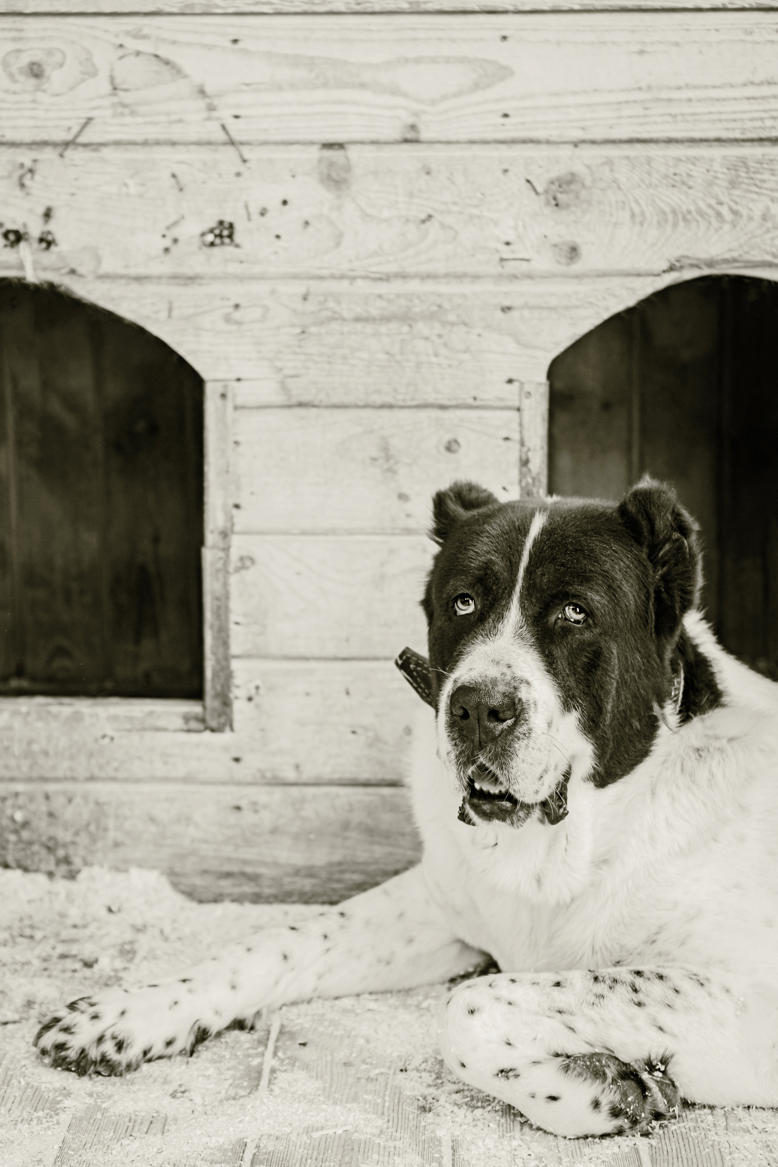 Съемка животных в приюте для собак Fund4Dogs. Семейный фотограф в Москве Ирина Жур