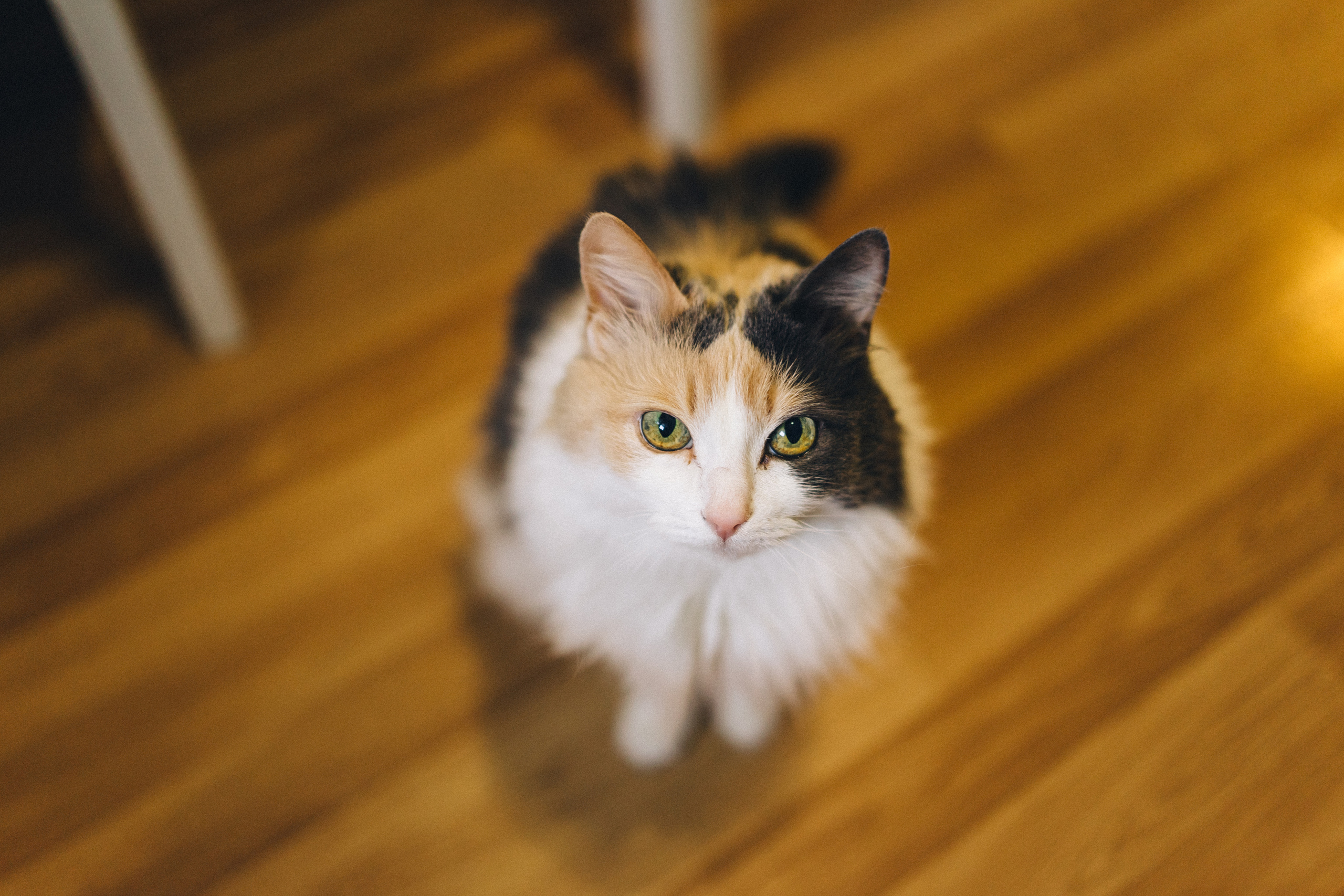 Kristina i Sergey. Waiting for the Miracle. Семейный фотограф в Москве Ирина Жур