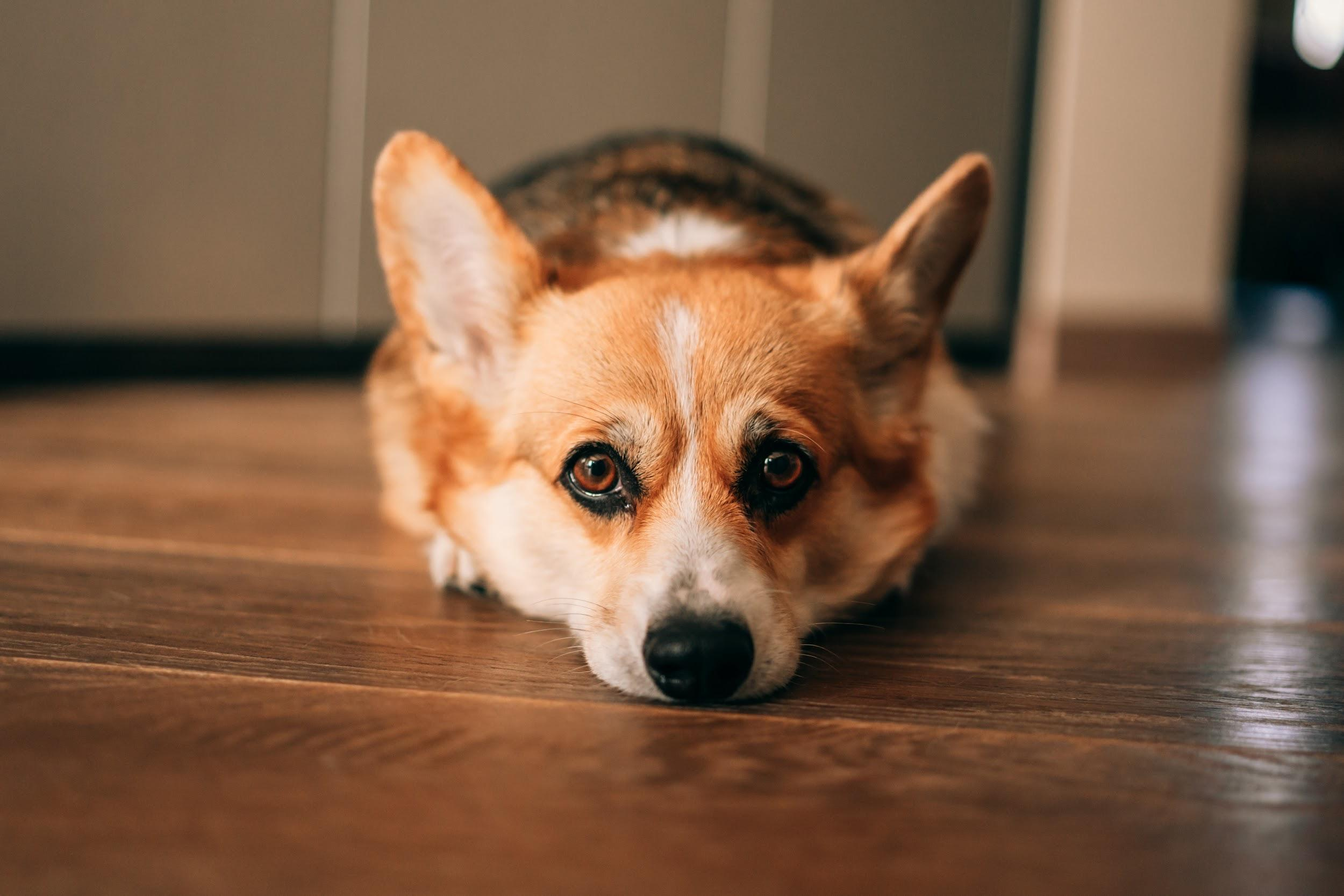 Домашние питомцы. Семейный фотограф в Москве Ирина Жур