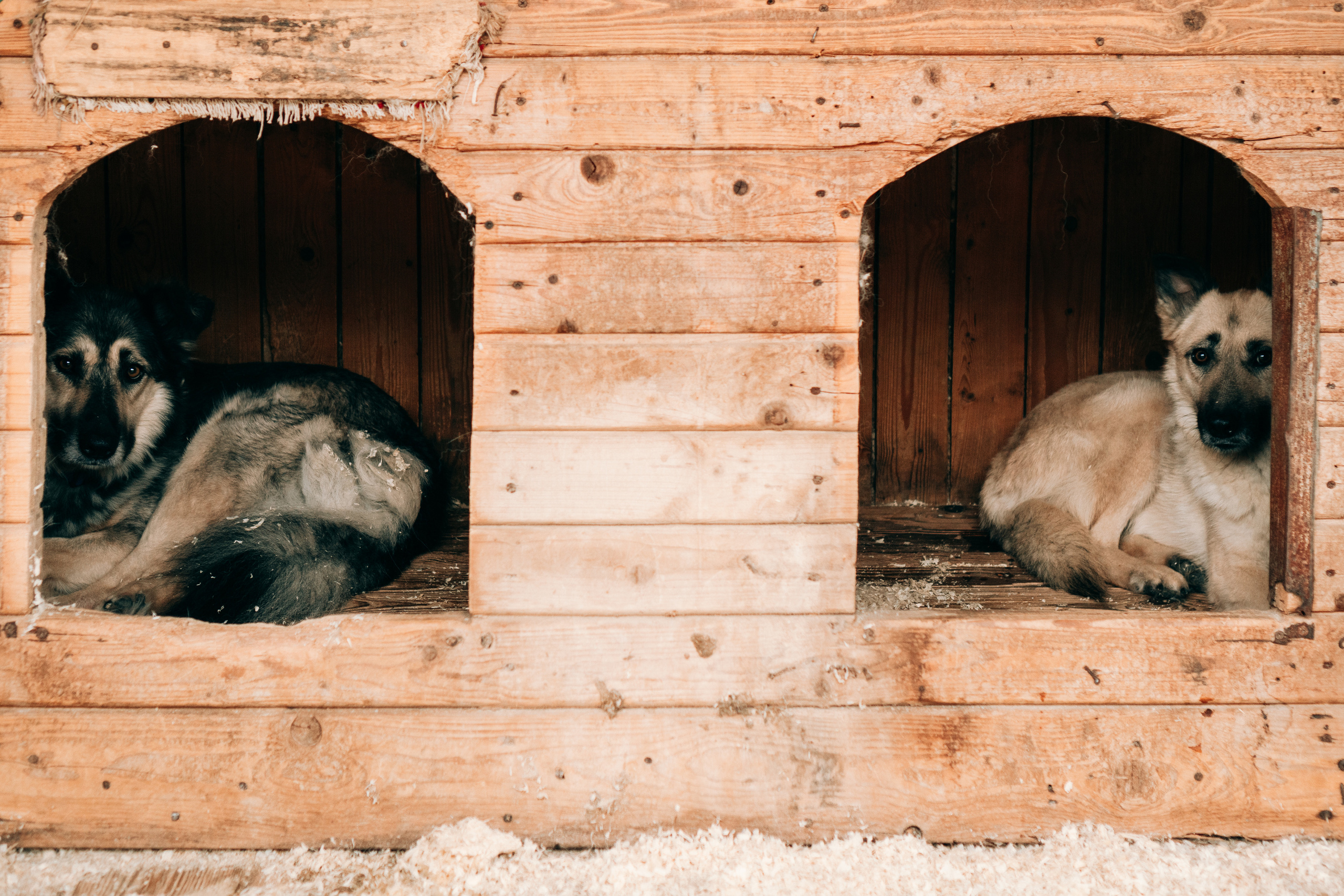 приют для собак