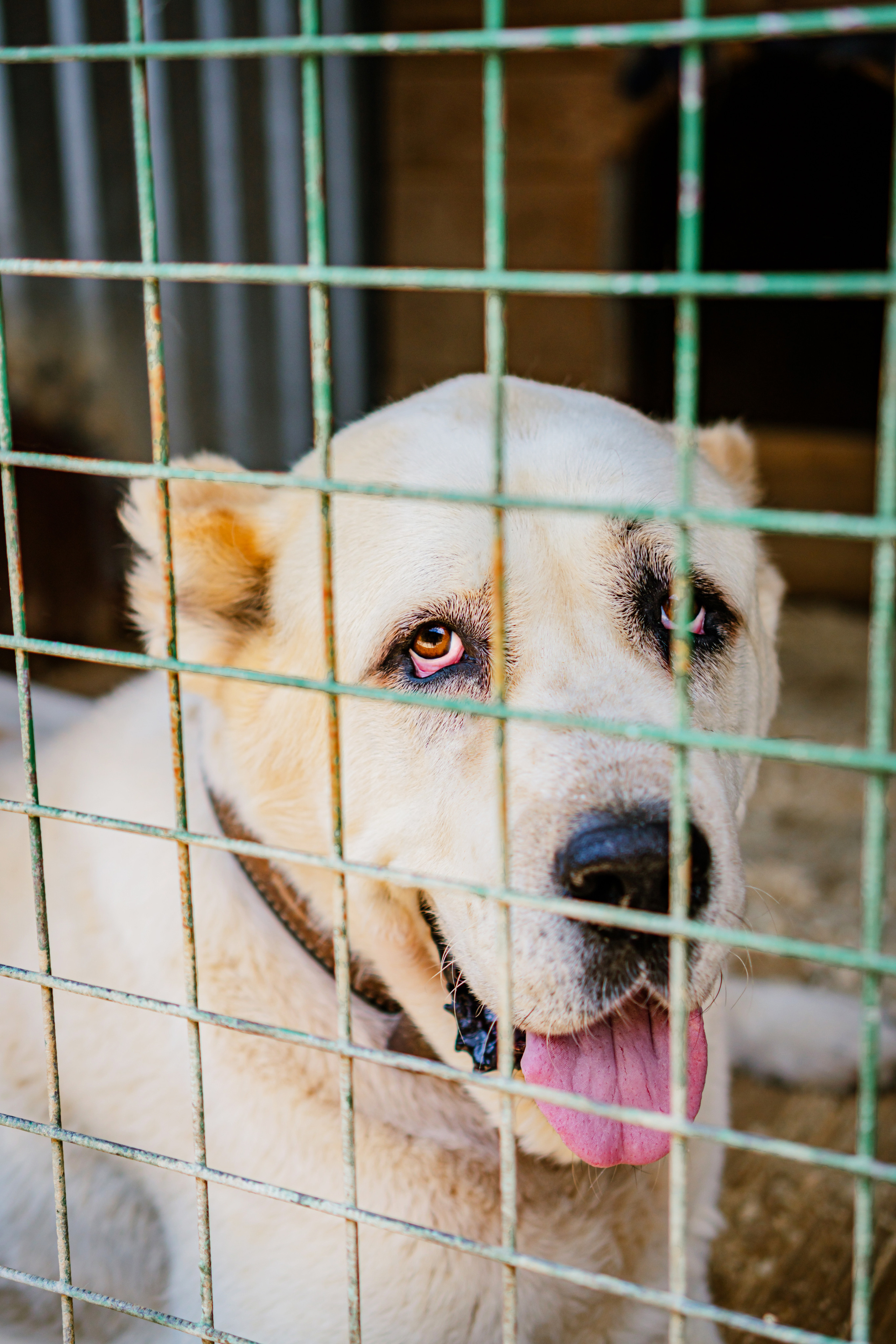 собака в клетке