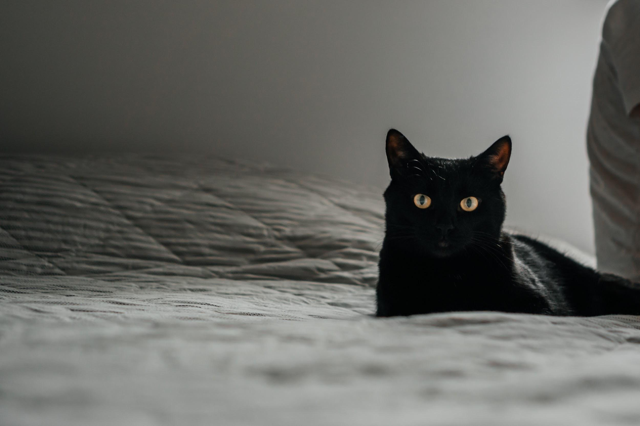 Домашние питомцы. Семейный фотограф в Москве Ирина Жур