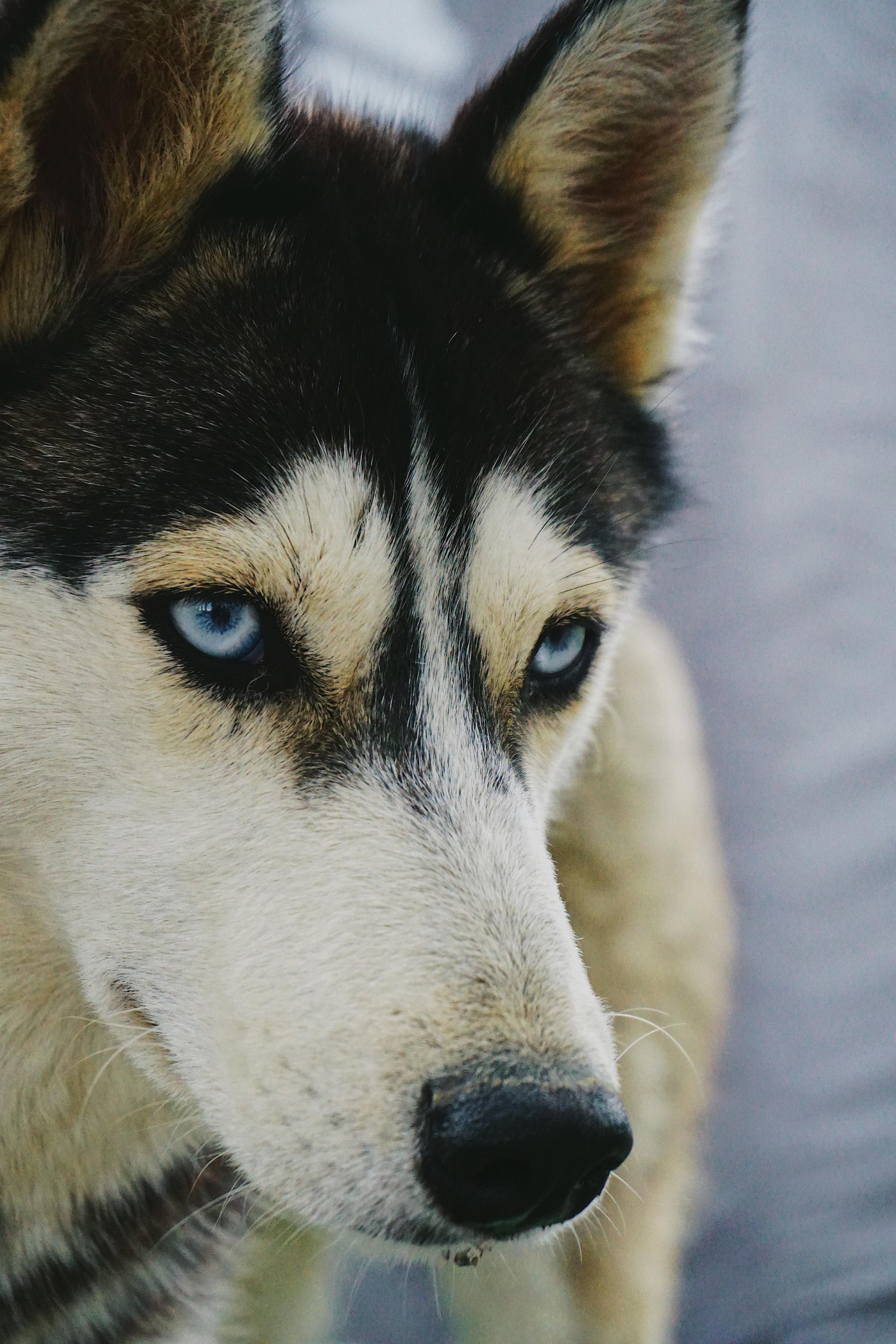 Домашние питомцы. Семейный фотограф в Москве Ирина Жур