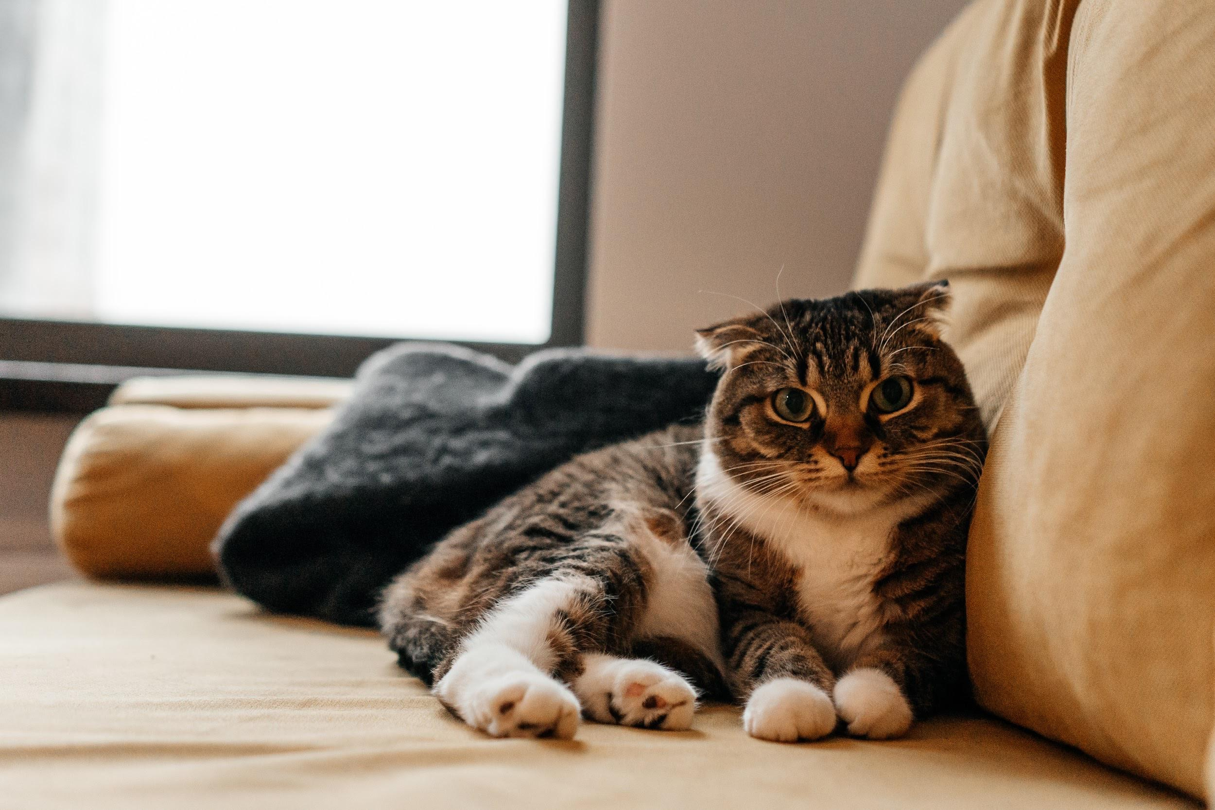 Домашние питомцы. Семейный фотограф в Москве Ирина Жур