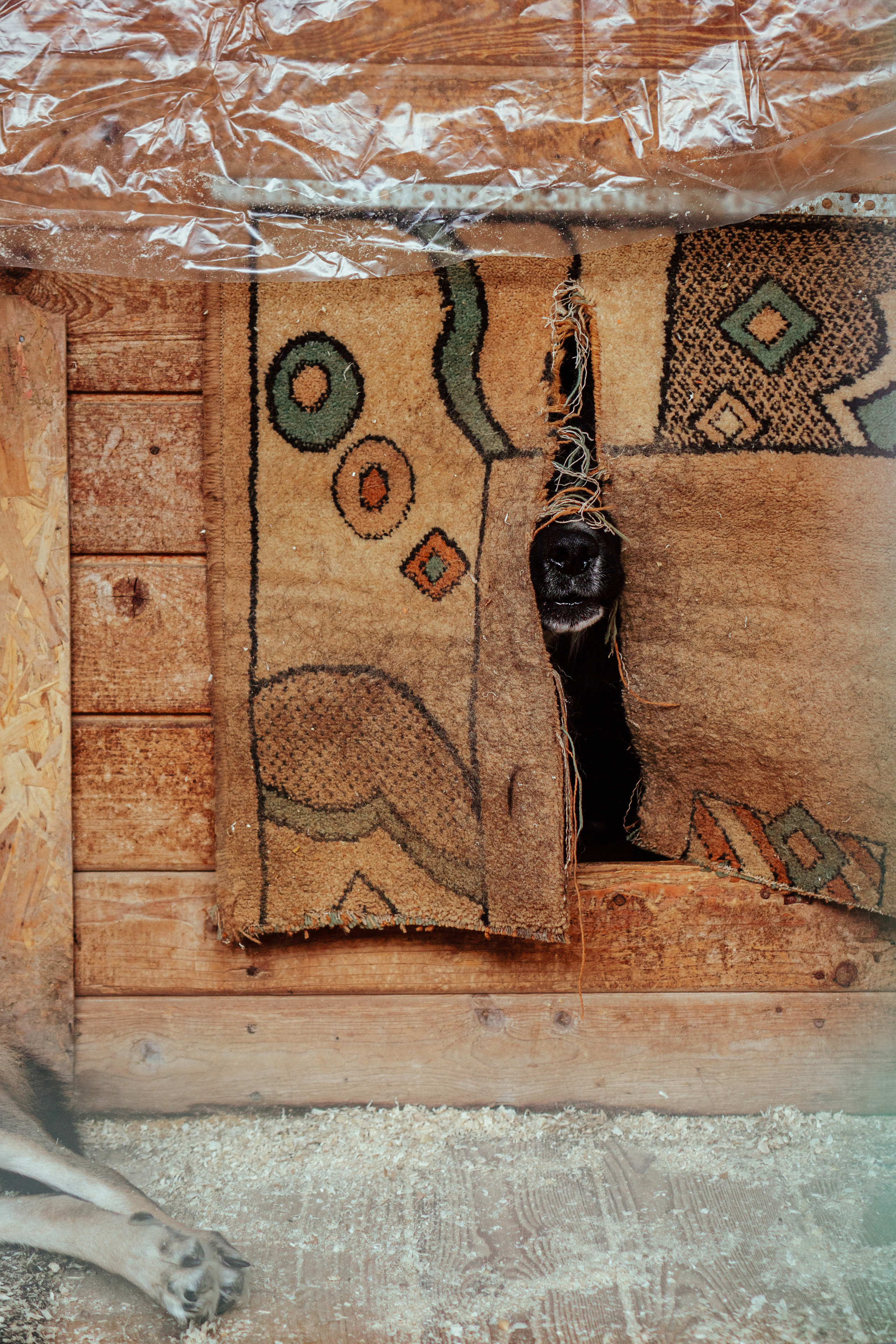 Съемка собак для приюта дляживотных. Семейный фотограф в Москве Ирина Жур