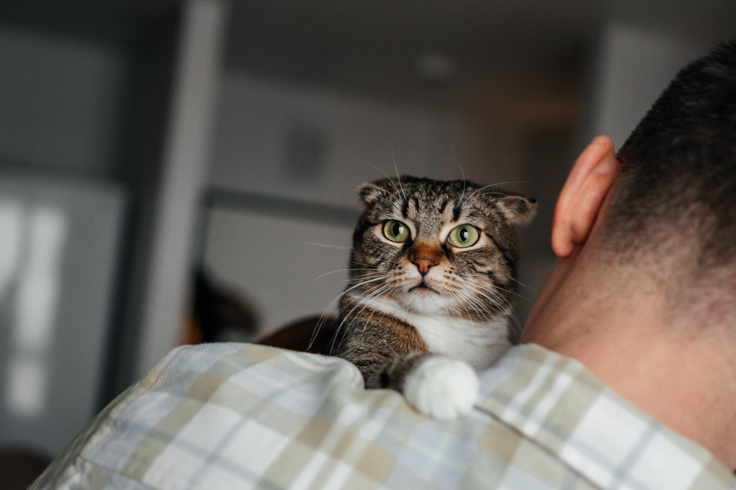 съемка домашних животных