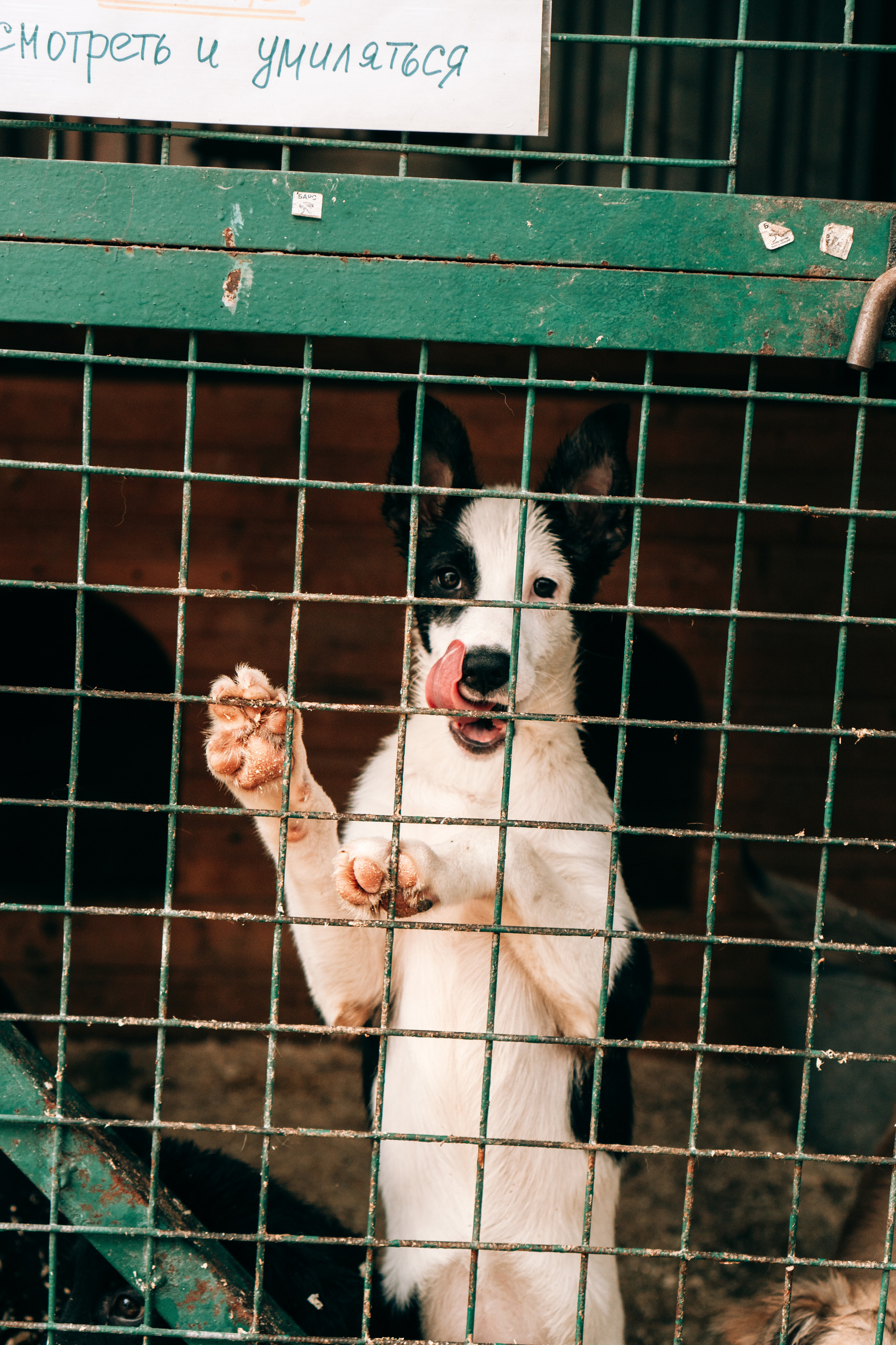 фотограф-анималист в Москве Ирина Жур