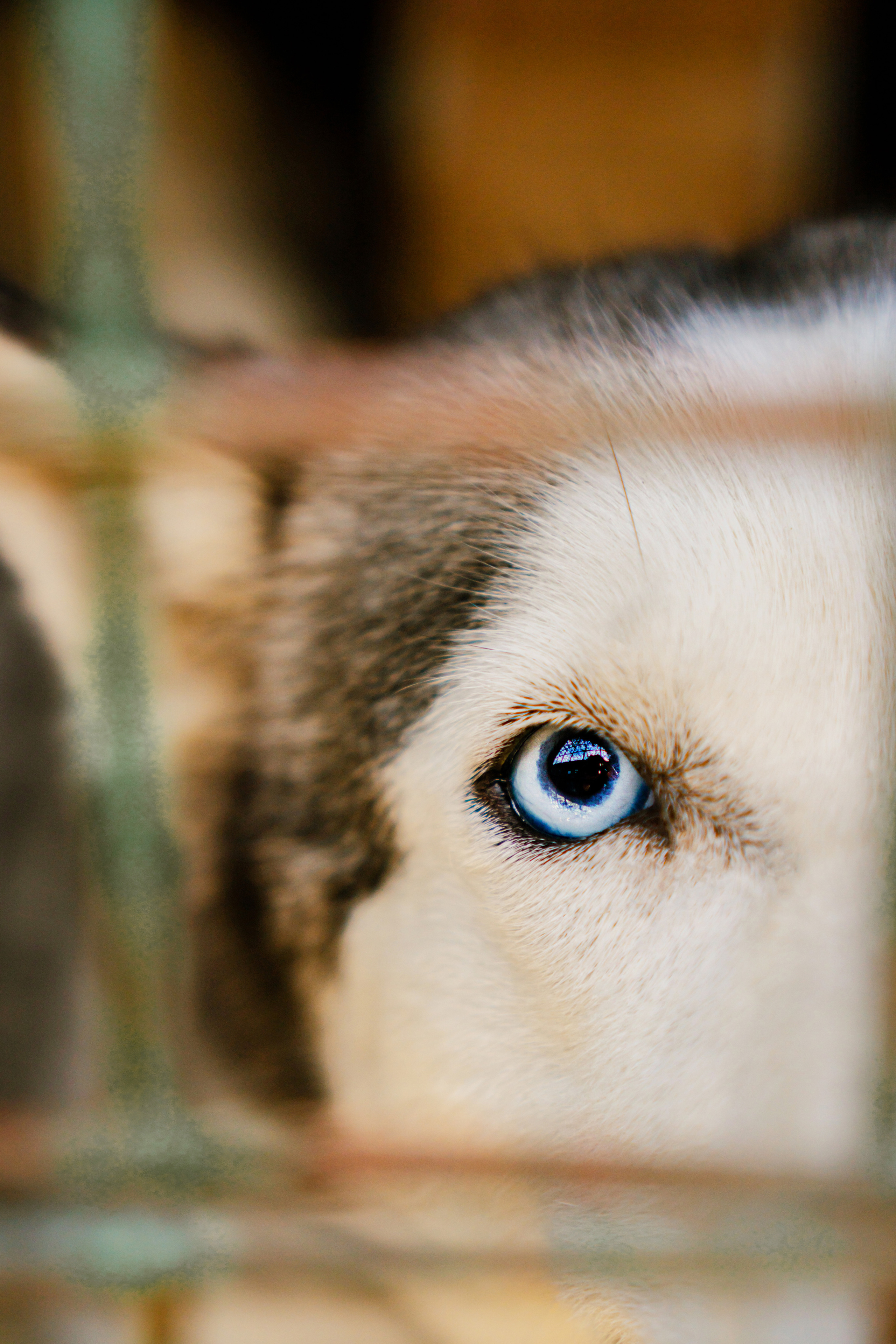 Съемка животных в приюте для собак Fund4Dogs. Семейный фотограф в Москве Ирина Жур