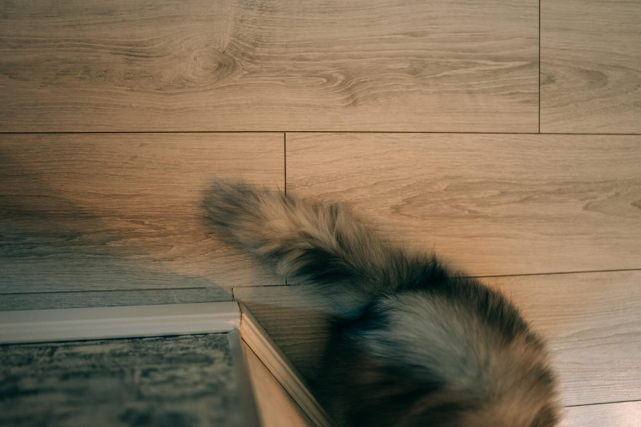 Домашние питомцы. Семейный фотограф в Москве Ирина Жур