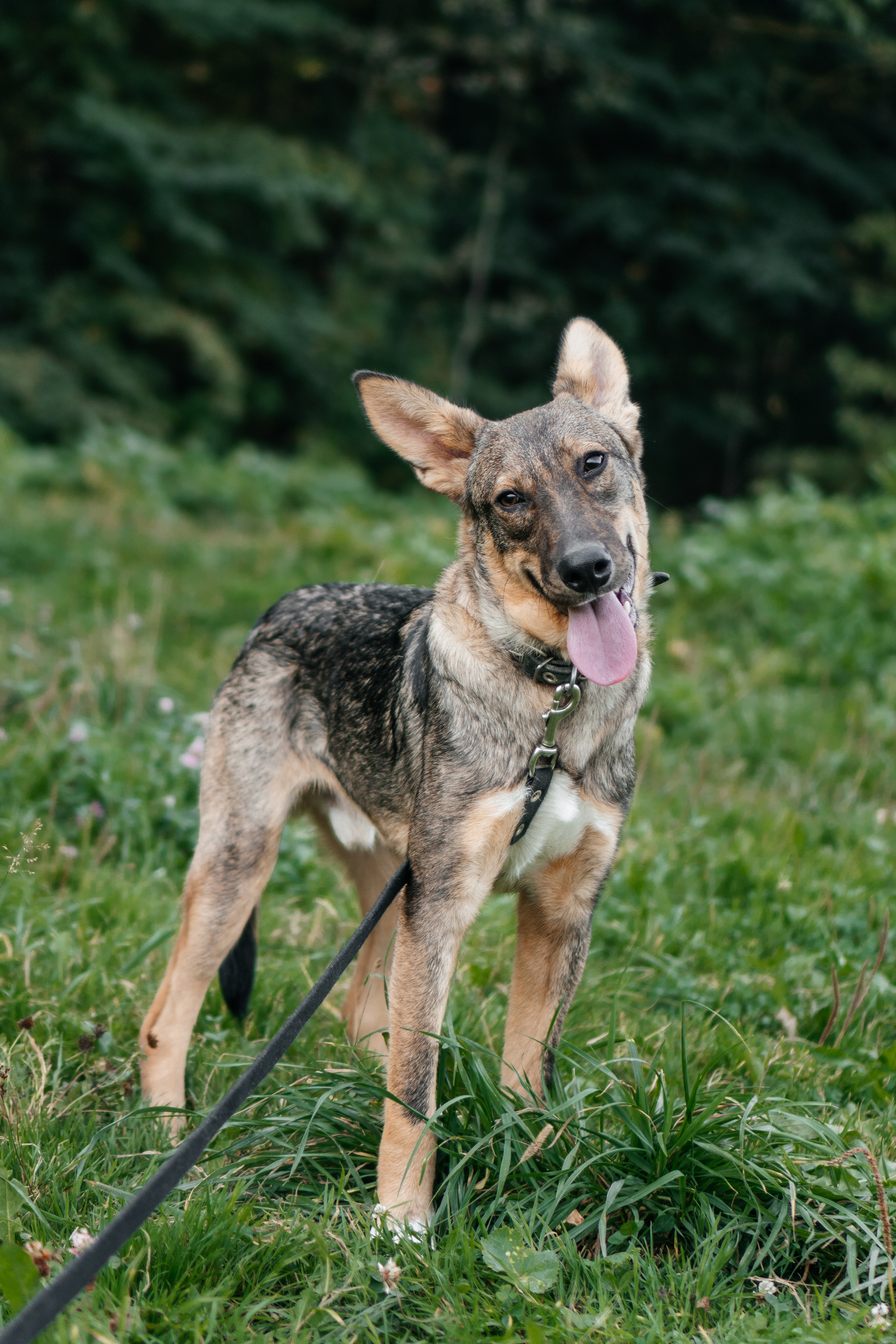 Съемка животных в приюте для собак Fund4Dogs. Семейный фотограф в Москве Ирина Жур