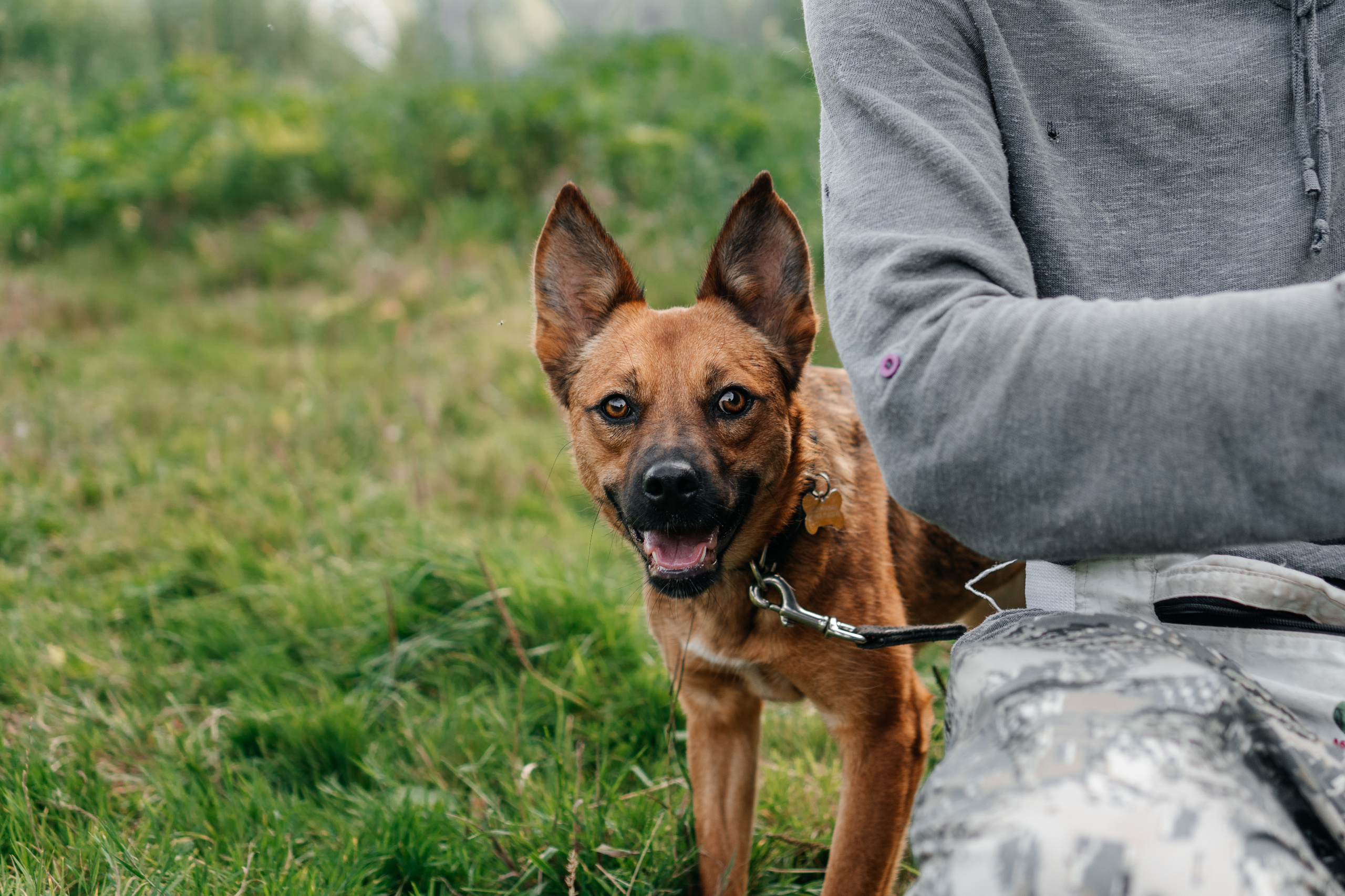 съемка собак для приюта