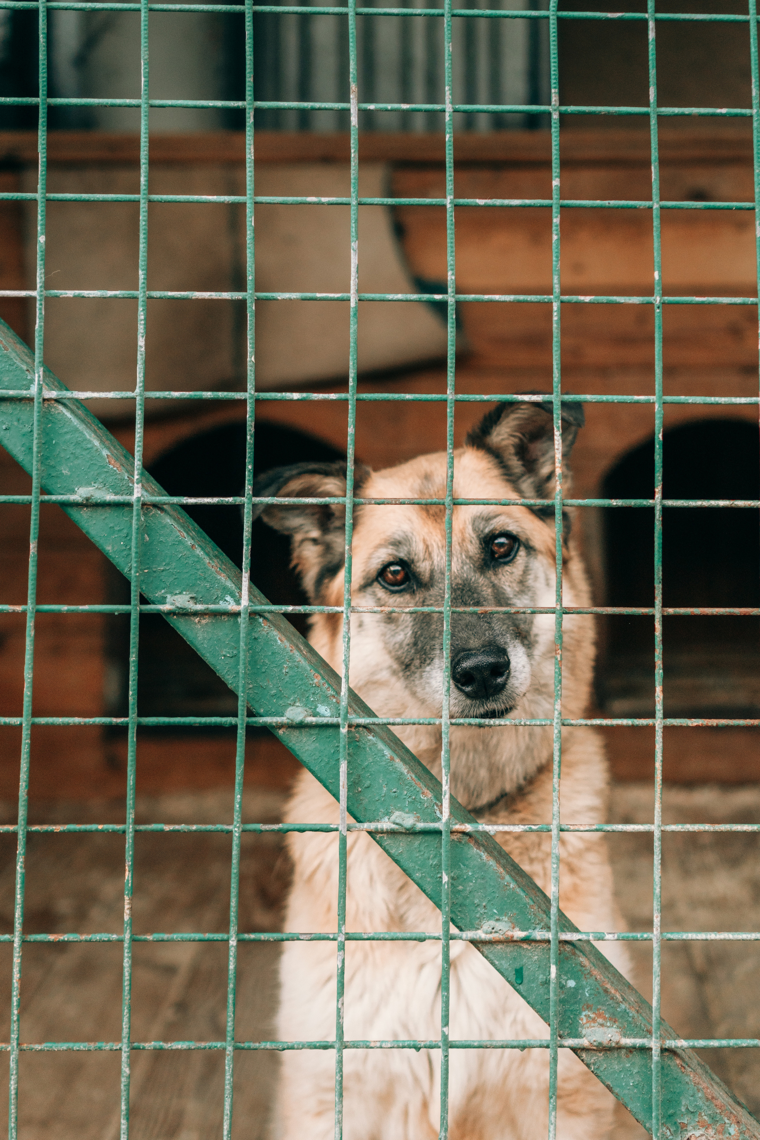 Съемка животных в приюте для собак Fund4Dogs. Семейный фотограф в Москве Ирина Жур
