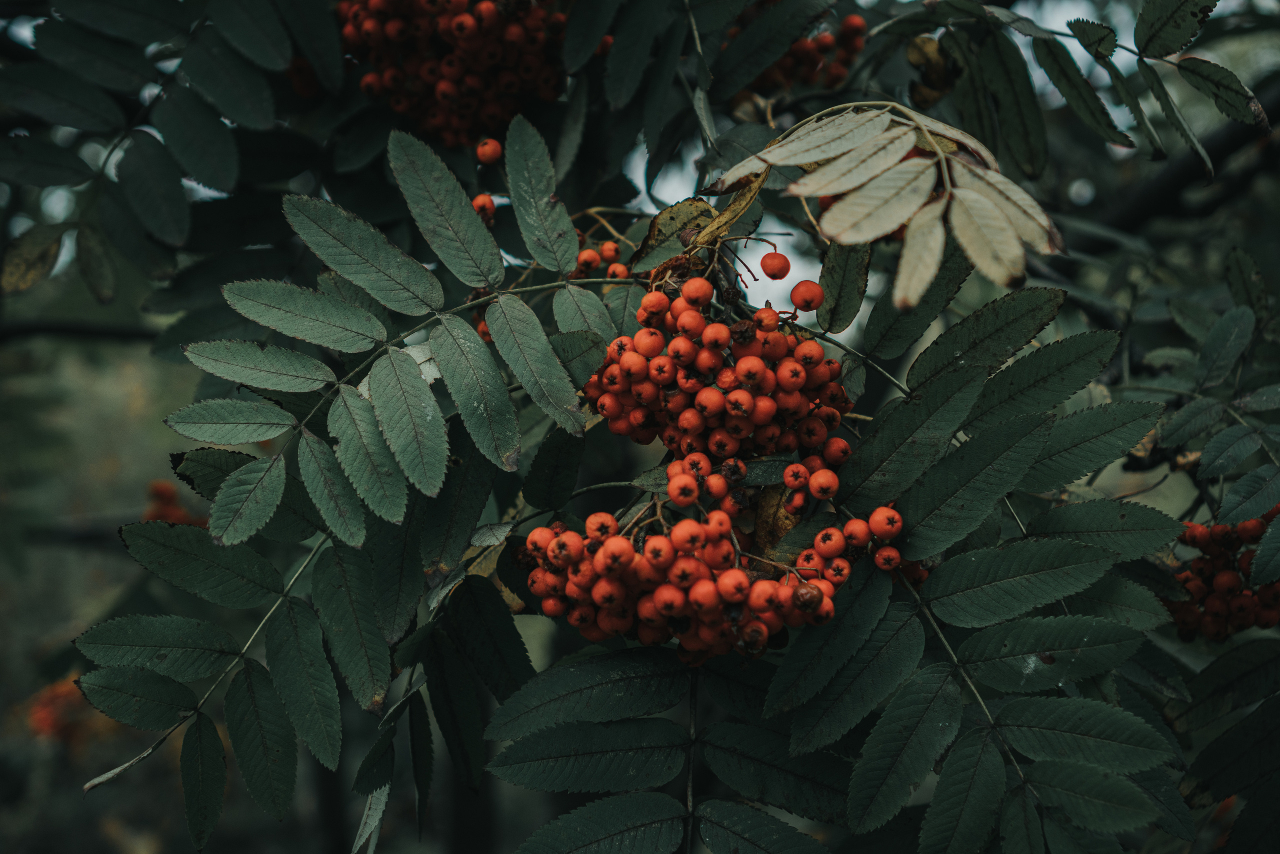 Stas. Семейный фотограф в Москве Ирина Жур