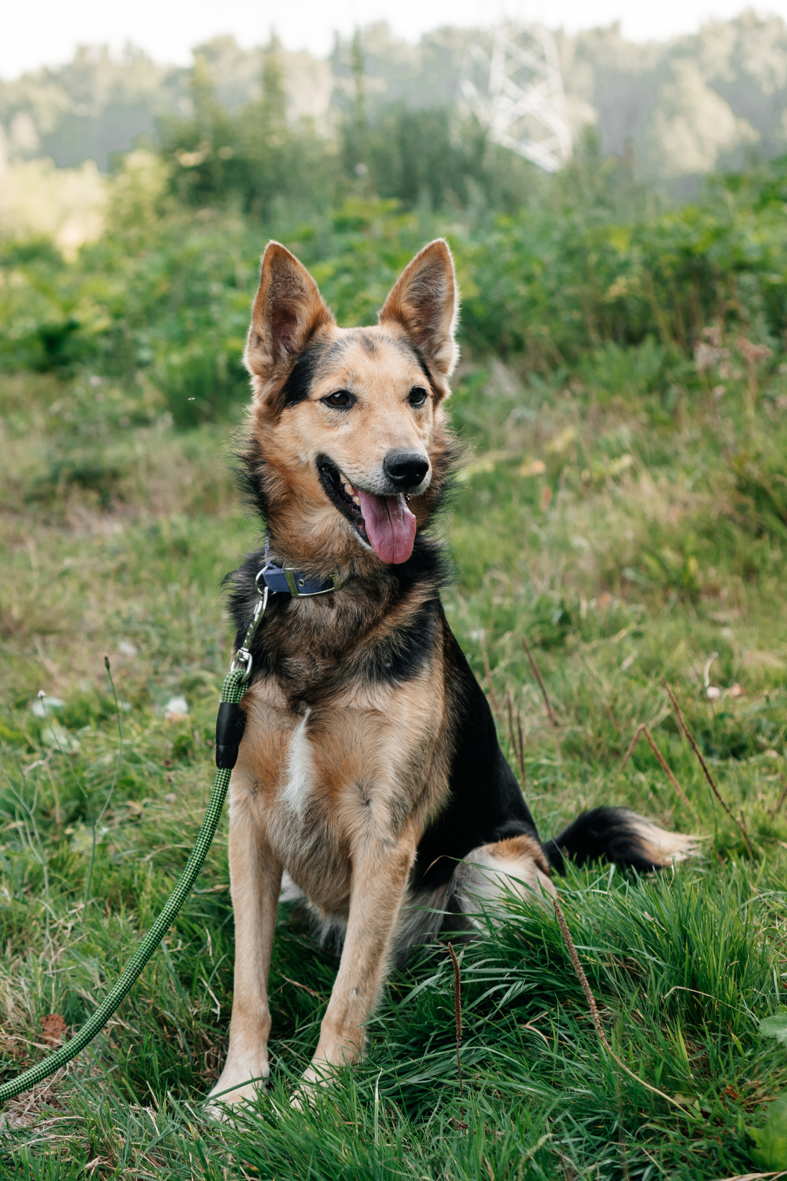 Съемка животных в приюте для собак Fund4Dogs. Семейный фотограф в Москве Ирина Жур